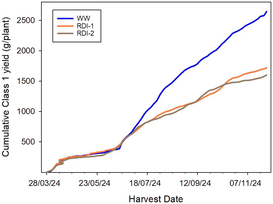 Line graph showing cumulative Class 1 yield in grams per plant of Fragaria × ananassa Malling Ace under TCEA. Over time from March 28, 2024, to November 7, 2024. Three lines represent different conditions: WW (blue) shows the highest yield, followed by RDI-1 (orange) and RDI-2 (brown). Yields increase steadily, with WW achieving the greatest yield overall.