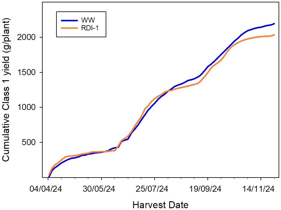 Line graph showing cumulative Class 1 yield in grams per plant of Fragaria × ananassa Malling Ace under TCEA. Over time, with the blue line for WW and the orange line for RDI-1. Both lines rise steadily from April to November 2024, with WW slightly higher overall.