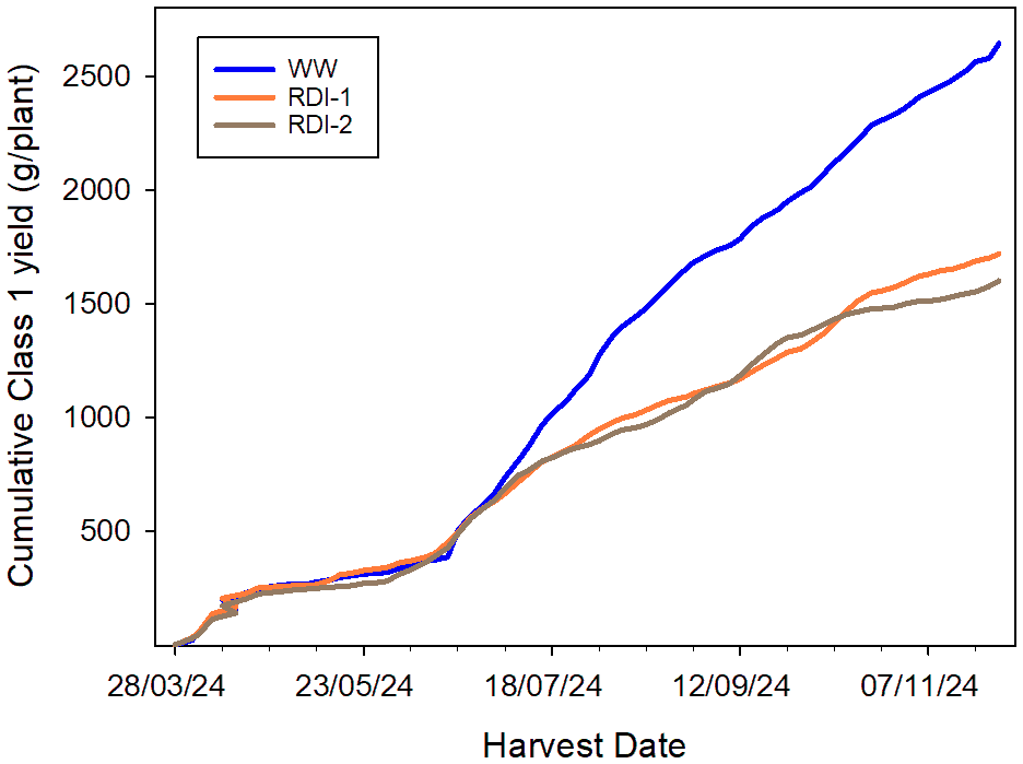 Line graph showing cumulative Class 1 yield in grams per plant of Fragaria × ananassa Malling Ace under TCEA. Over time from March 28, 2024, to November 7, 2024. Three lines represent different conditions: WW (blue) shows the highest yield, followed by RDI-1 (orange) and RDI-2 (brown). Yields increase steadily, with WW achieving the greatest yield overall.