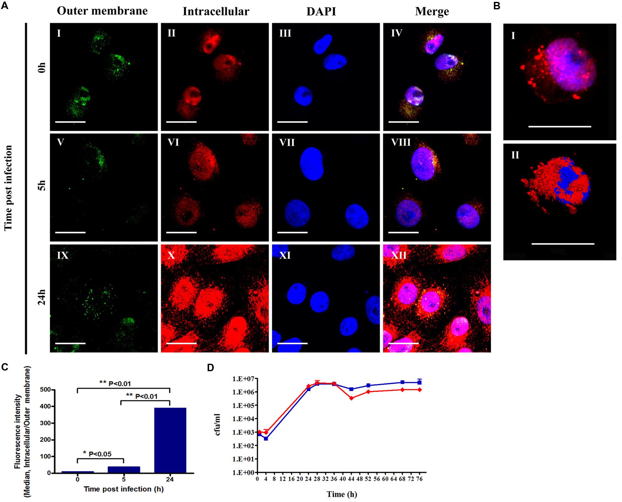 Frontiers | A rapid real-time quantitative PCR assay to determine the minimal inhibitory ...
