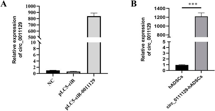 Bar graphs showing the relative expression of circ_0011129. Graph A compares NC, pLC5-ciR, and pLC5-ciR-0011129, with the highest expression in pLC5-ciR-0011129. Graph B compares hADSCs and circ_0111129-hADSCs, showing significantly higher expression in circ_0111129-hADSCs, indicated by three asterisks denoting statistical significance.