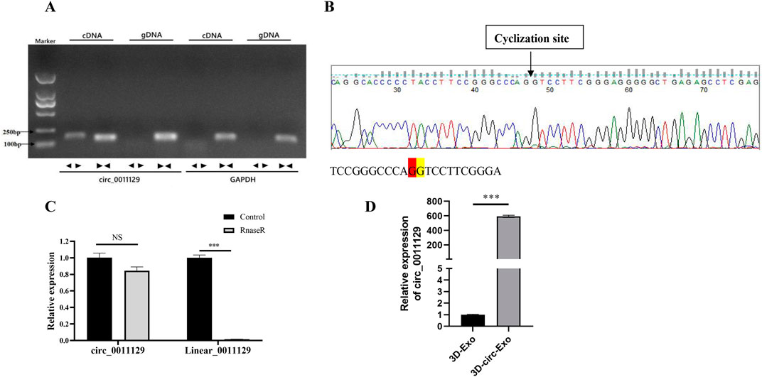 Gel electrophoresis shows bands for cDNA and gDNA of circ_0011129 and GAPDH. A sequencing chromatogram highlights the cyclization site in circRNA. Bar graphs compare the expression levels of circ_0011129 in controls versus different treatments, showing significant differences, marked by asterisks.