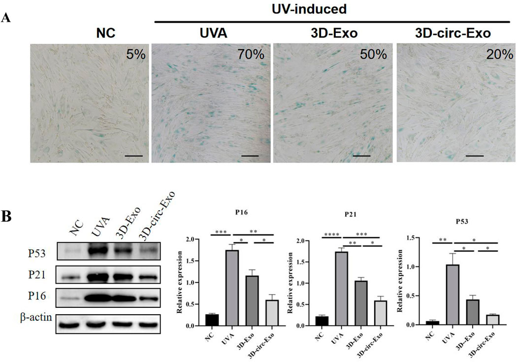 Panel A shows four microscopy images comparing cell conditions under NC, UVA, 3D-Exo, and 3D-circ-Exo treatments, with percentages indicating positive staining. Panel B includes a series of Western blot images and bar graphs showing relative expression levels of P16, P21, and P53 proteins across the same treatments, with statistical significance indicated by asterisks.