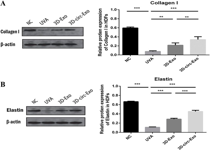 Western blot and bar graph comparing protein expression. Panel A shows Collagen I levels; NC has the highest expression, followed by 3D-circ-Exo, 3D-Exo, and UVA with the lowest. Panel B displays Elastin levels; NC is highest, followed by 3D-circ-Exo, 3D-Exo, and UVA. β-actin serves as a loading control. Statistical significance is indicated by asterisks.