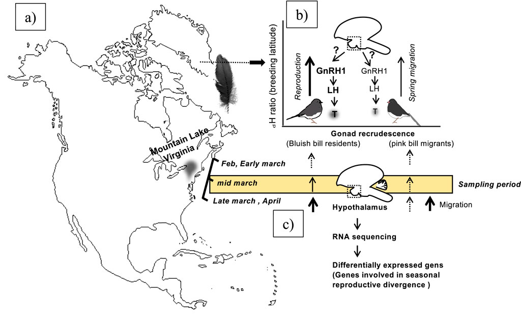 Illustration depicting the study of early spring initiation of migration and reproduction in Junco sympatric population. Panel a shows a map of North America highlighting Mountain Lake, Virginia. Panel b displays a diagram of hormonal changes in birds, featuring GnRH1 and LH hormones in relation to reproduction and spring migration, with illustrations of birds with different bill colors. Panel c outlines the sampling period during February to April, focusing on gonad recrudescence and migration. It mentions RNA sequencing of the hypothalamus to identify differentially expressed genes involved in seasonal reproductive divergence.