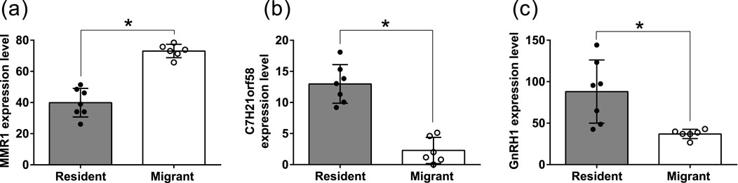 Bar graphs comparing gene expression levels between resident and migrant groups for MMR, C7H21orf58, and GnRH1. Each graph shows higher expression in residents than migrants, with significant differences indicated by asterisks. Error bars represent variability.