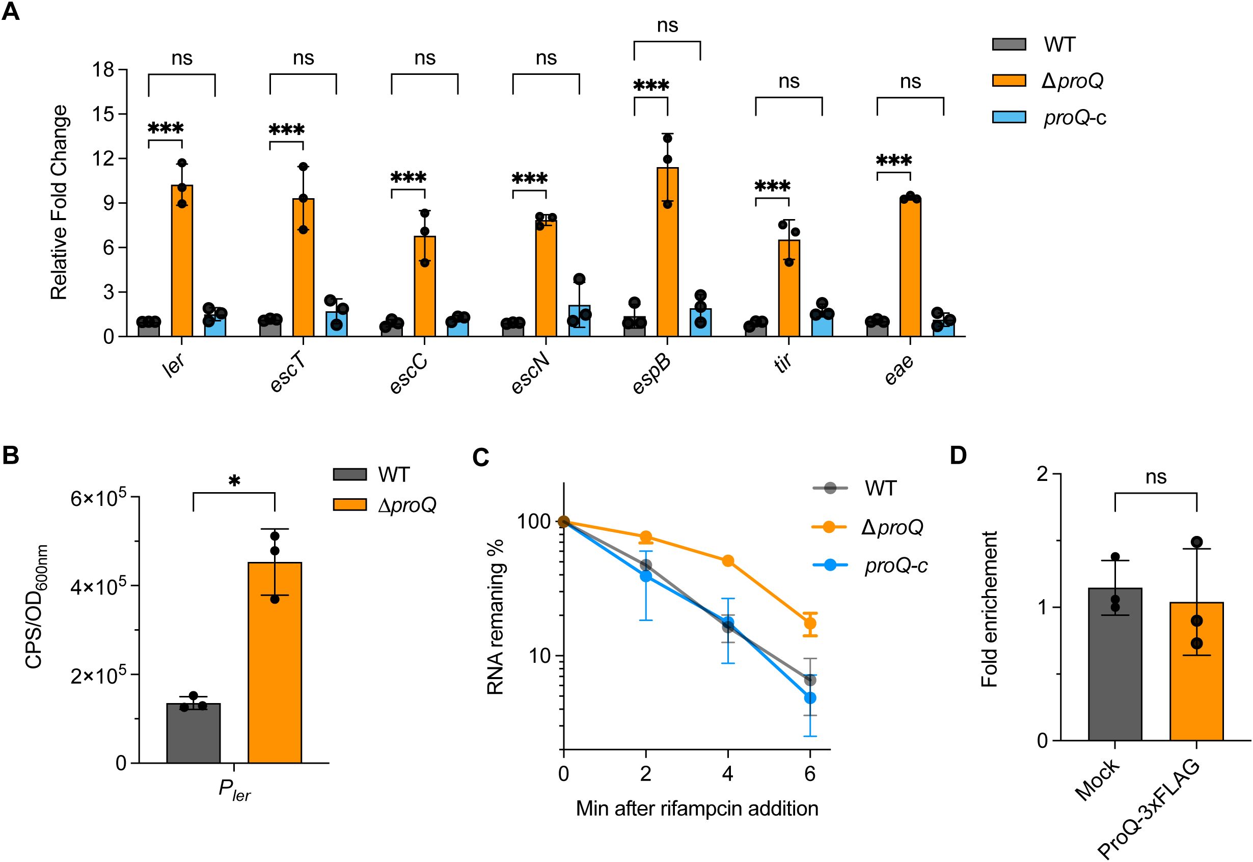 Figure showing four panels with experimental data: A: Bar graph of relative fold change for genes ler, escT, escC, escN, espB, tir, and eae across conditions: WT (gray), ΔproQ (orange), proQ-c (blue). Significant differences denoted by asterisks. B: Bar graph showing CPS/OD600nm for Pler between WT and ΔproQ. Asterisk indicates significant difference. C: Line graph with RNA remaining percentage over time post-rifampicin addition for WT, ΔproQ, and proQ-c. ΔproQ shows slower decay. D: Bar graph of fold enrichment for Mock and ProQ-3xFLAG. No significant difference indicated by “ns”.