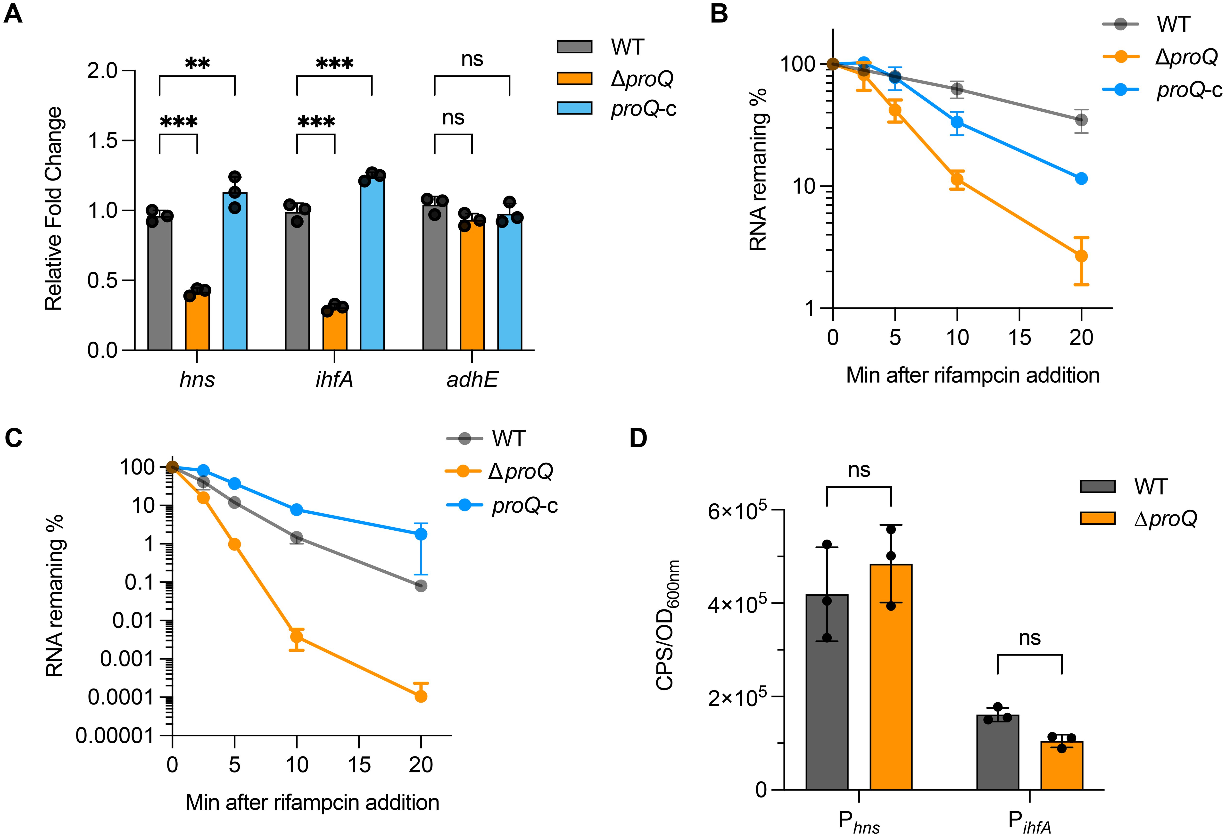 Four-panel data visualization displaying experimental results. Panel A shows bar graphs of relative fold change for genes hns, ihfA, and adhE across WT, ΔproQ, and proQ-c conditions, with significance levels indicated. Panel B features a line graph of RNA remaining percentage over time after rifampicin addition for WT, ΔproQ, and proQ-c, using a linear scale. Panel C presents a similar line graph with a logarithmic scale. Panel D contains bar graphs comparing CPS/OD at 600 nm for Phns and PihfA between WT and ΔproQ, with significance noted.