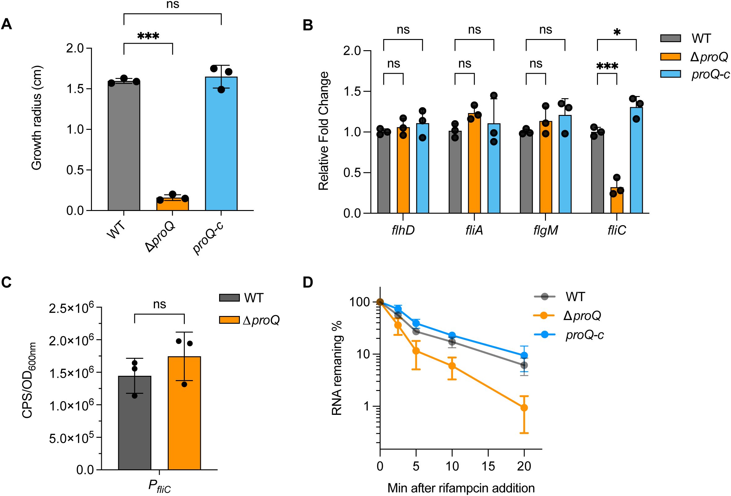 Four-panel data visualization showing different experiments involving WT, ΔproQ, and proQ-c bacterial strains. Panel A depicts the growth radius in centimeters, showing proQ-c with a significantly larger radius compared to ΔproQ. Panel B displays relative fold change in gene expression for flhD, fliA, flgM, and fliC, with notable significance in fliC expression. Panel C shows CPS per OD600nm for PfliC with no significant difference between WT and ΔproQ. Panel D presents RNA remaining percentage over time after rifampicin addition, indicating a faster decline in ΔproQ compared to WT and proQ-c.