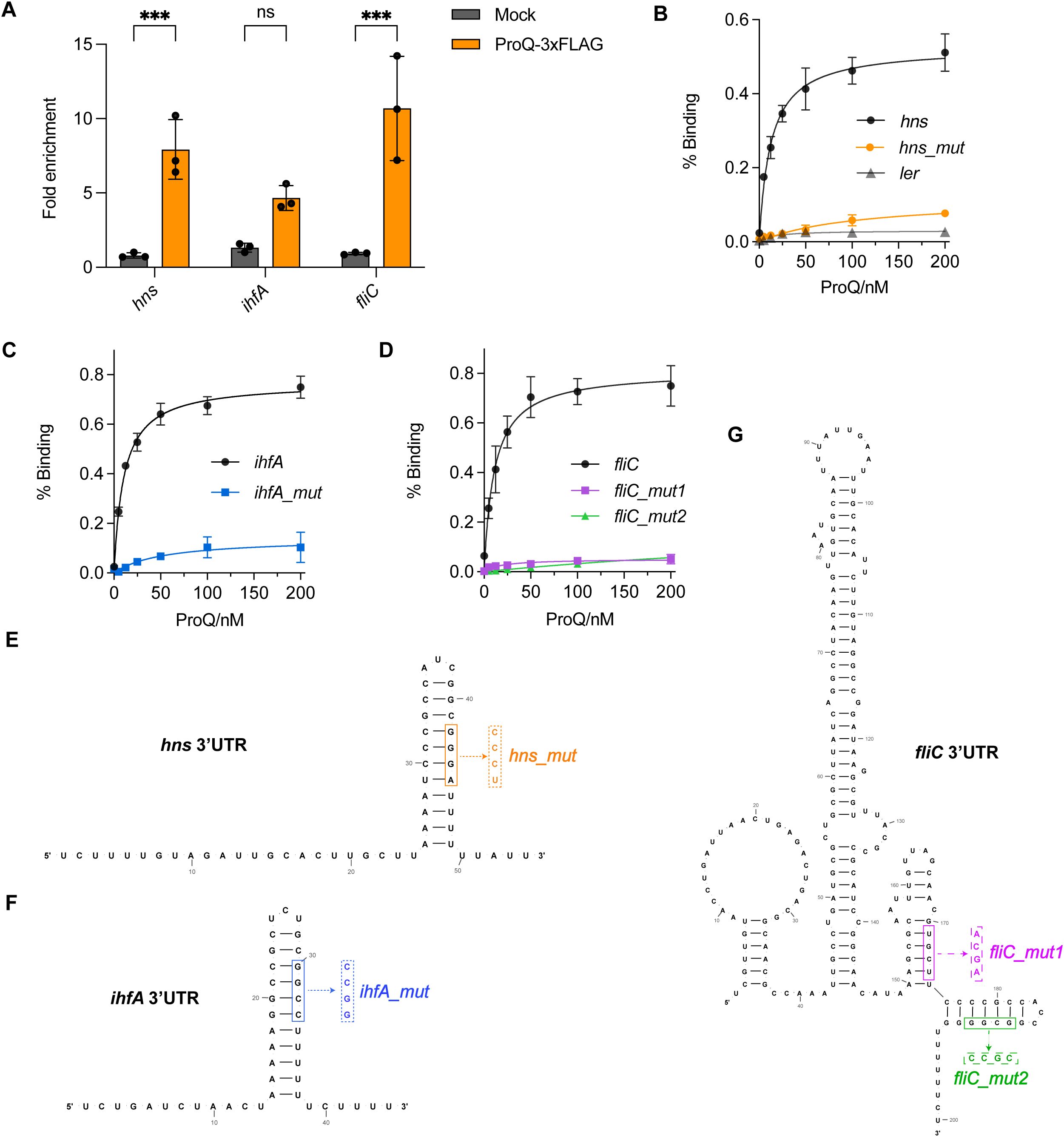 Bar graphs, line graphs, and RNA secondary structure diagrams related to ProQ-3xFLAG interactions with various RNA elements. Panel A shows fold enrichment for hns, ihfA, and fliC with statistical significance marked. Panels B to D display percentage binding curves for hns, ihfA, and fliC with mutants. Panels E to G depict the RNA secondary structures of hns, ihfA, and fliC, highlighting mutation sites. Error bars represent variability, and statistical symbols indicate significance levels.