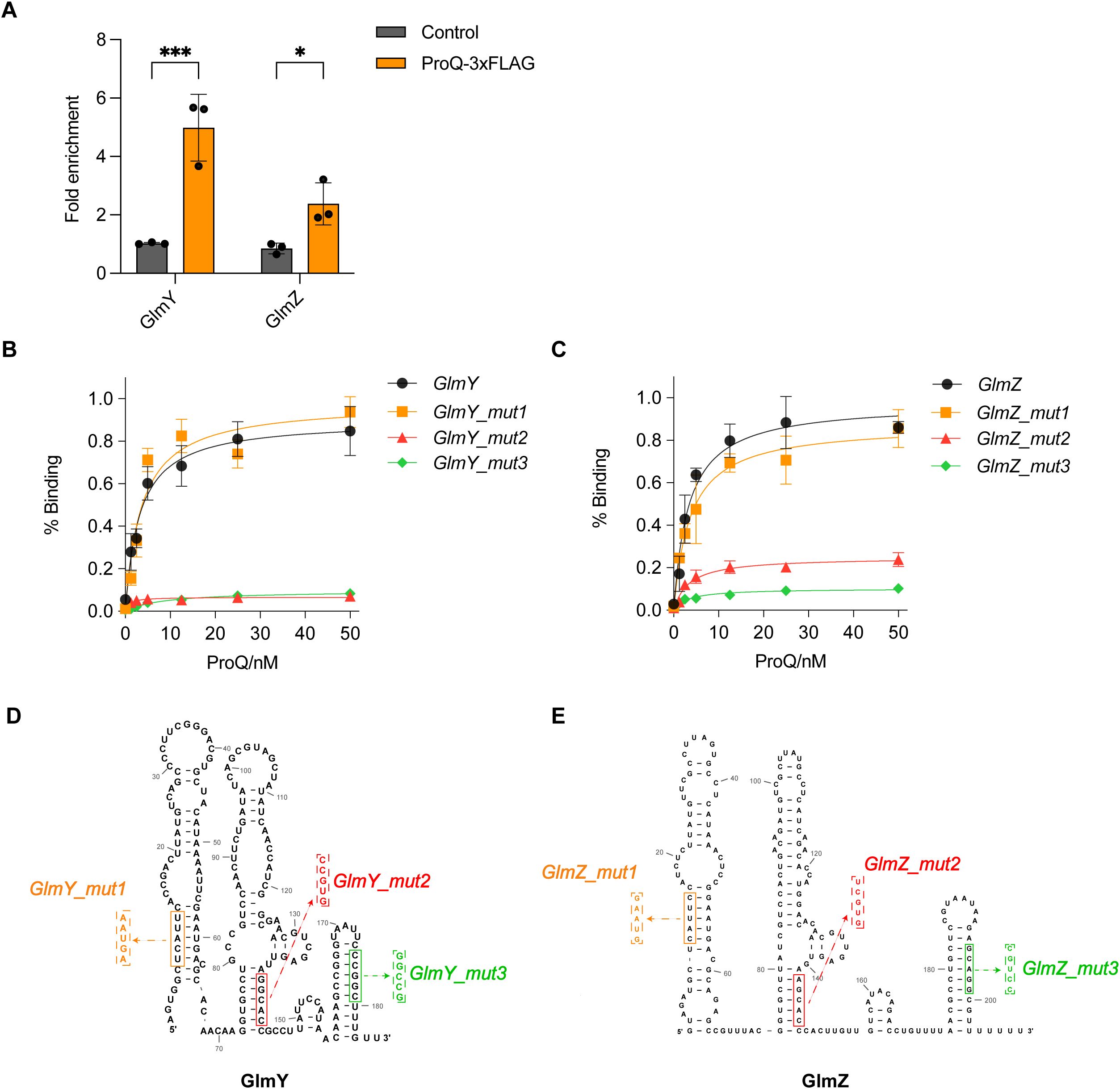 Panel A displays a bar graph comparing fold enrichment of GlmY and GlmZ with ProQ-3xFLAG and control. Panels B and C show line graphs of % binding against ProQ concentration for GlmY and GlmZ with various mutations. Panels D and E present secondary RNA structures for GlmY and GlmZ with indicated mutations.