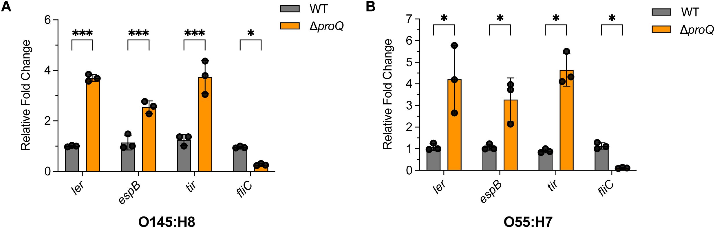 Bar charts illustrating relative fold change of gene expression in two bacterial strains, O145:H8 (panel A) and O55:H7 (panel B). Both charts compare wild type (gray) and ΔproQ (orange) strains for genes ler, espB, tir, and fliC. ΔproQ shows significantly higher expression levels particularly for ler and tir across both strains. Statistical significance is marked with asterisks: *** for high significance and * for lower significance.