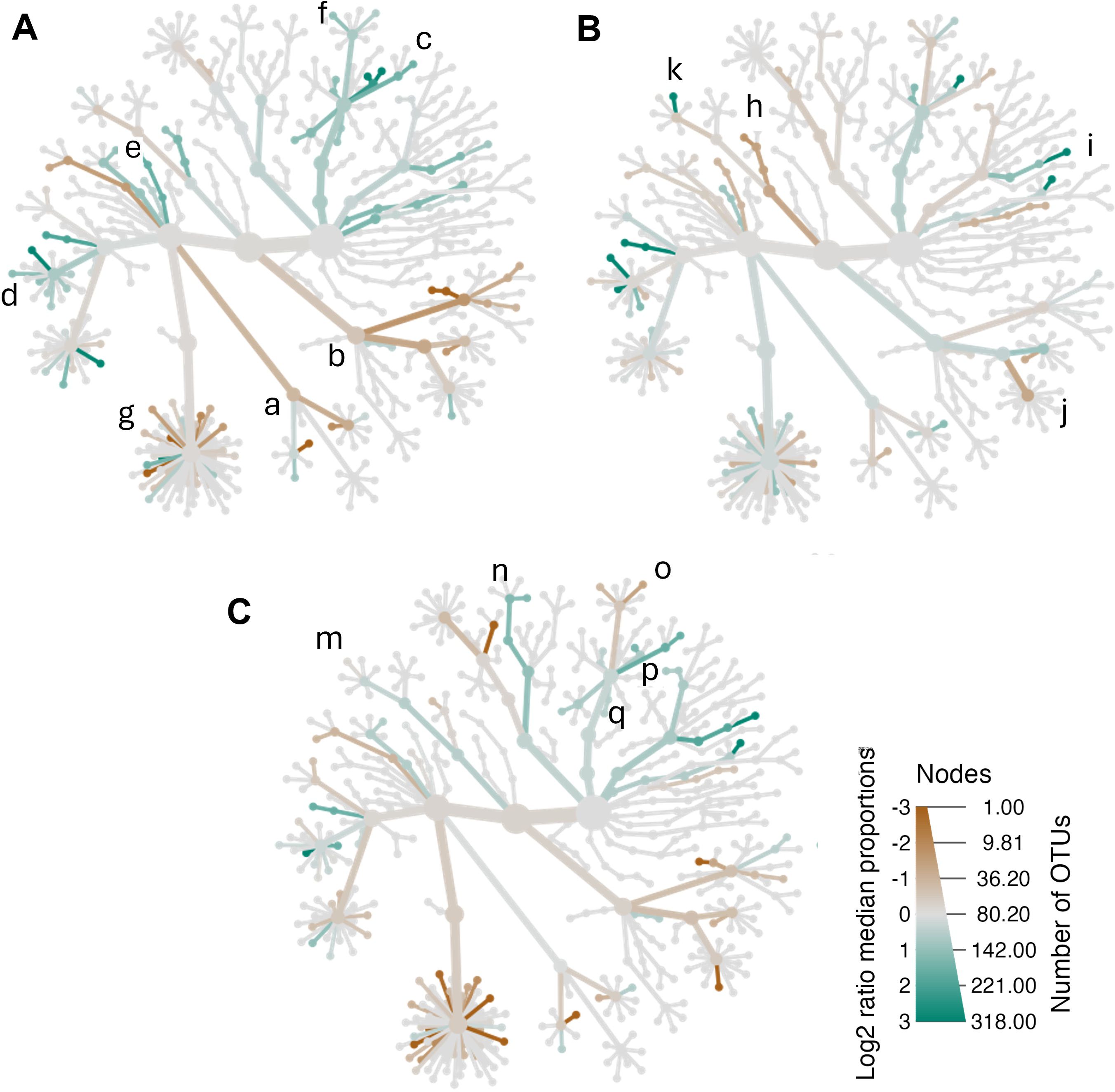 Circular phylogenetic trees labeled A, B, and C, each displaying branches representing nodes and OTUs (Operational Taxonomic Units) in varying shades of teal and brown. The colors indicate log two ratio median proportions, with a gradient bar showing nodes from one to 318 OTUs. Each tree includes labeled branches, a through q.