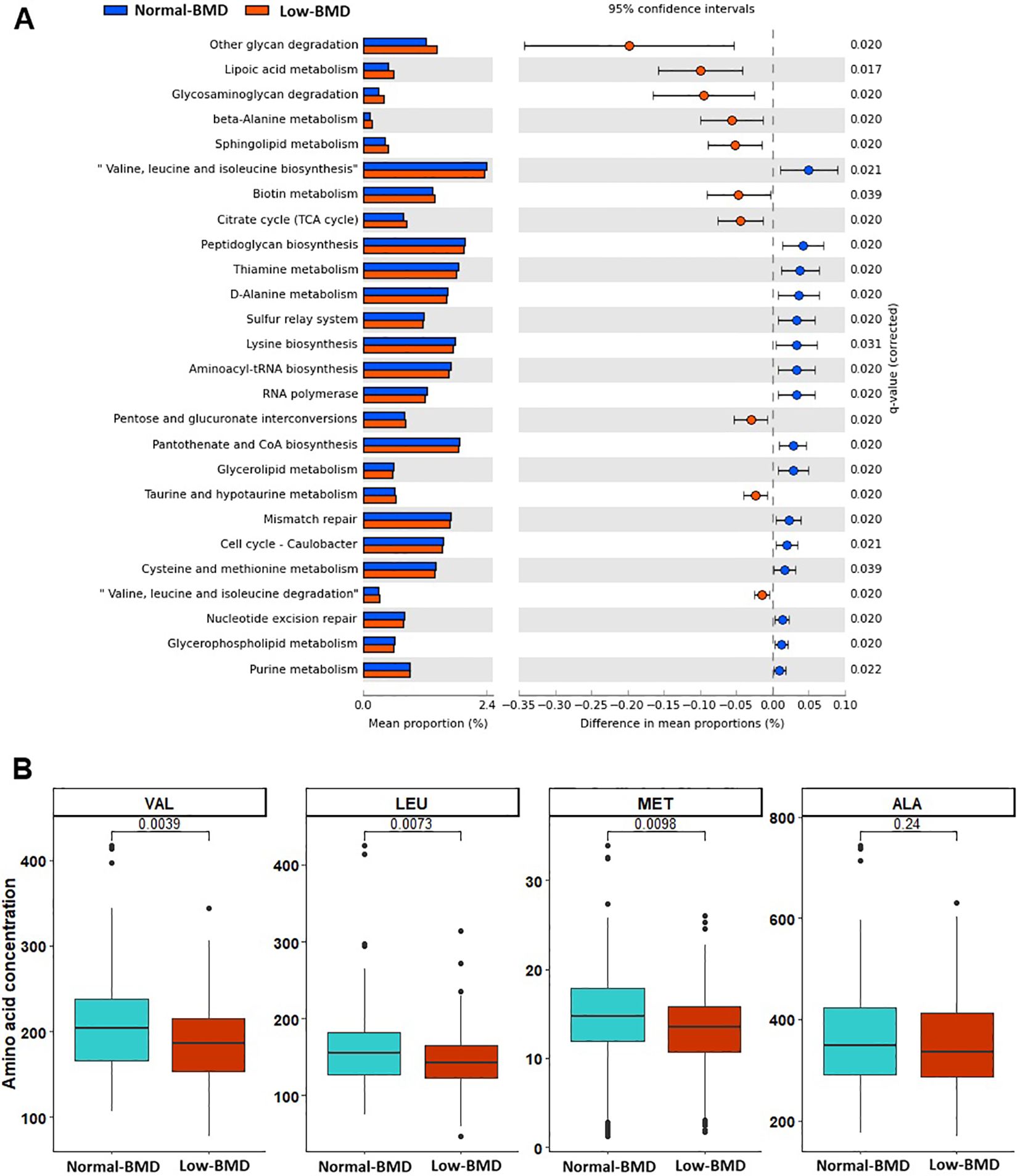 Bar graphs and box plots present data comparing metabolic pathways and amino acid concentrations between normal-BMD and low-BMD groups. A shows the proportion and confidence intervals of various pathways, while B displays box plots for VL, LEU, MET, and ALA, with statistical significance noted between groups.