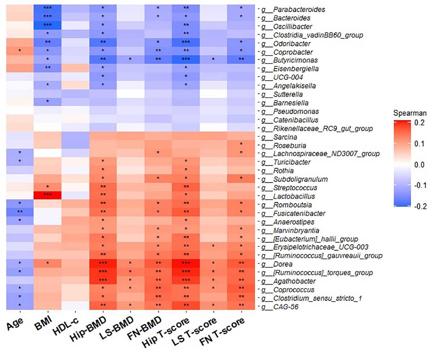 Heatmap showing the Spearman correlation coefficients between various genera and health-related variables such as age, BMI, HDL-c, and bone mineral density (BMD) scores. Color gradient ranges from blue (negative correlation) to red (positive correlation), with significance levels indicated by asterisks.
