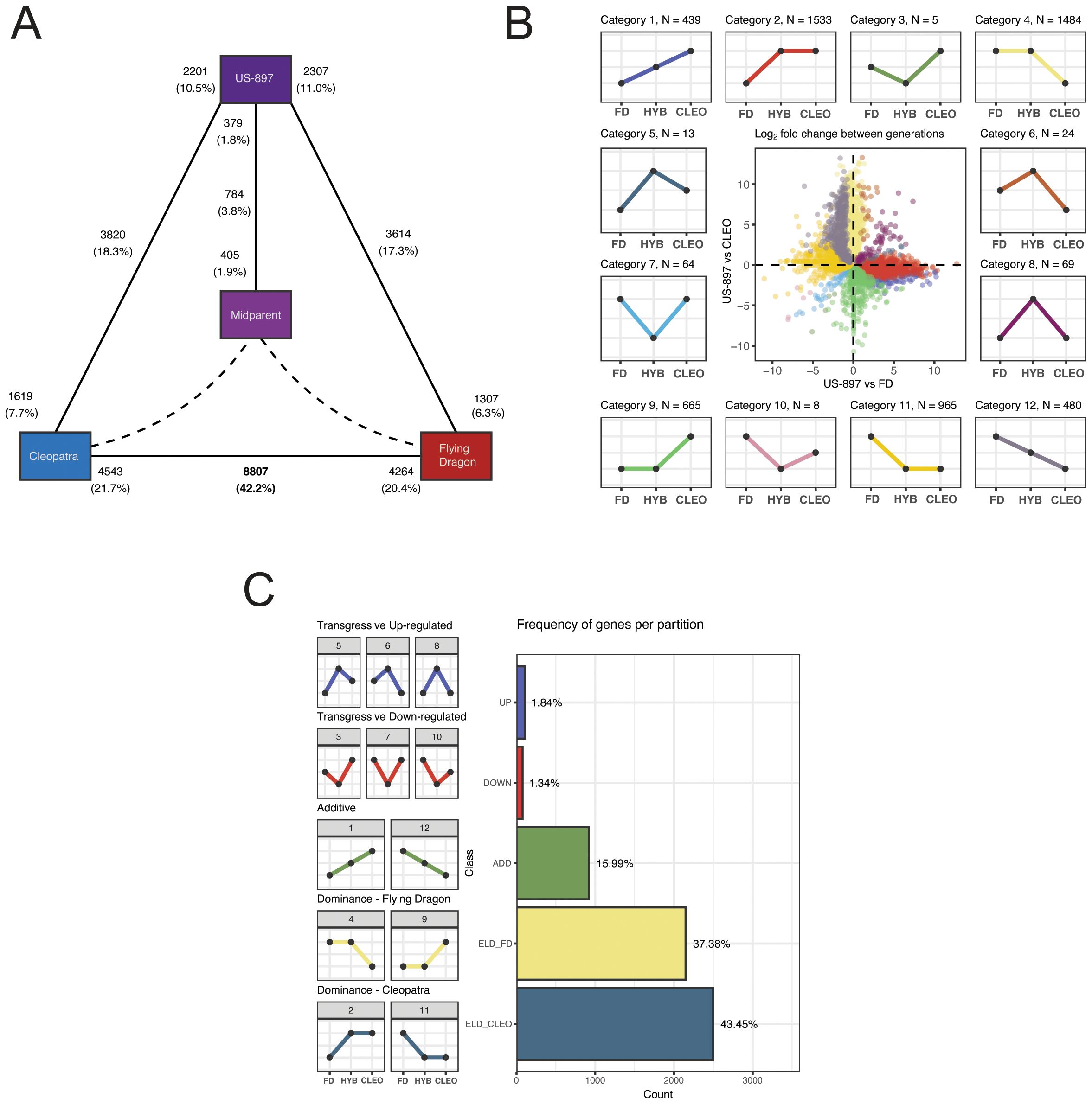 Diagram with three parts. Part A shows a triangular diagram with gene counts and percentages for Cleopatra, US-897, and Flying Dragon, including midparent data. Part B contains multiple line graphs illustrating log fold changes between genotypes for various categories, centered around a scatter plot. Part C includes line graphs depicting transgressive and additive gene regulation in Cleopatra and Flying Dragon, alongside a bar chart showing the frequency of genes per partition with percentages and counts.