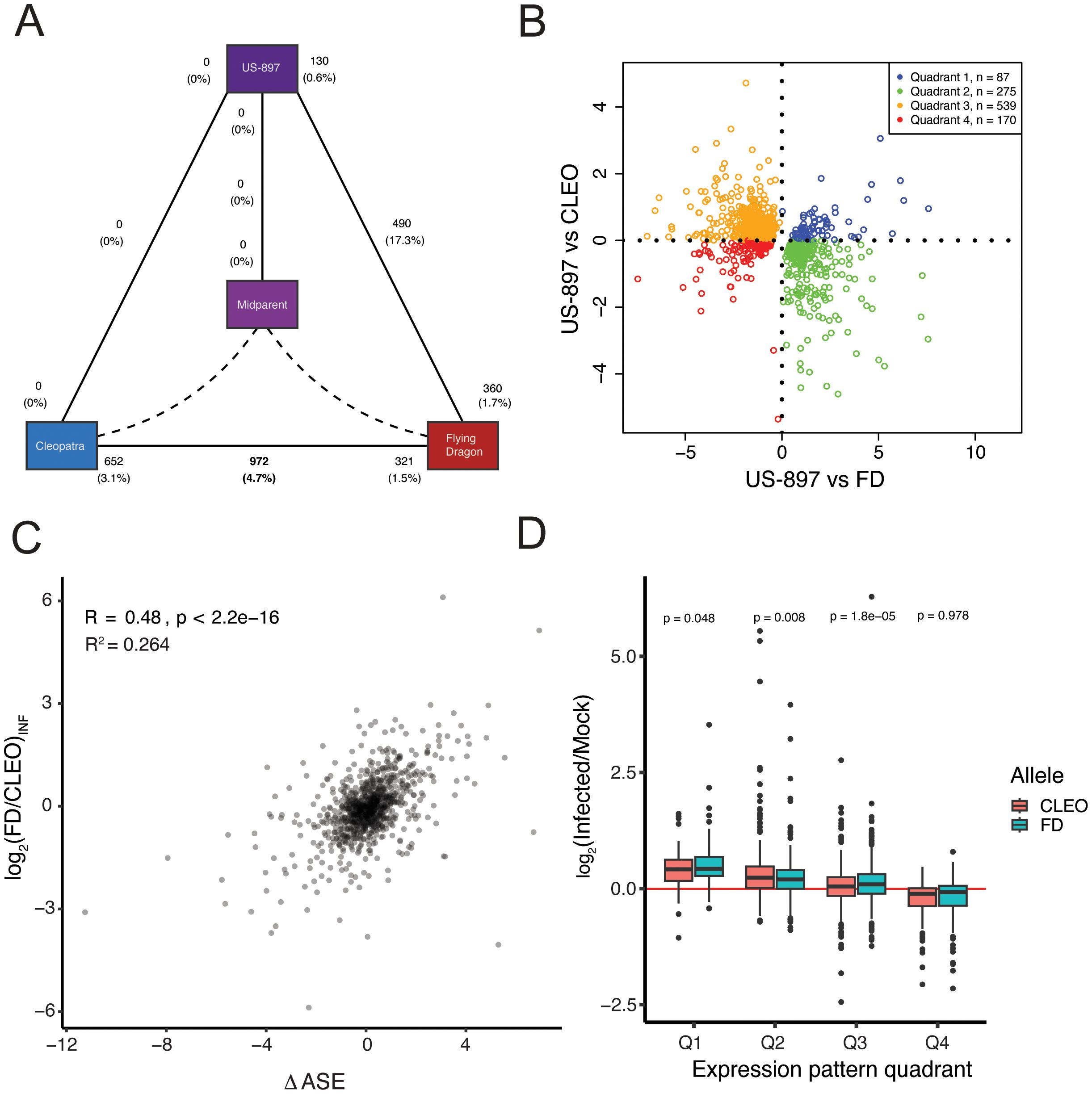 A composite image with four panels labeled A to D. Panel A shows a triangular diagram with nodes labeled Cleopatra, US-897, Midparent, and Flying Dragon, linked with connecting lines and numerical percentages. Panel B is a scatter plot with four quadrants, depicting data points in different colors and labels for each quadrant. Panel C is another scatter plot with axes labeled ΔASE and log₂(FD/CLEO)ᵢₙf, showing a correlation with R and R² values. Panel D is a box plot comparing allele expression patterns across four quadrants, with p-values indicating statistical significance.