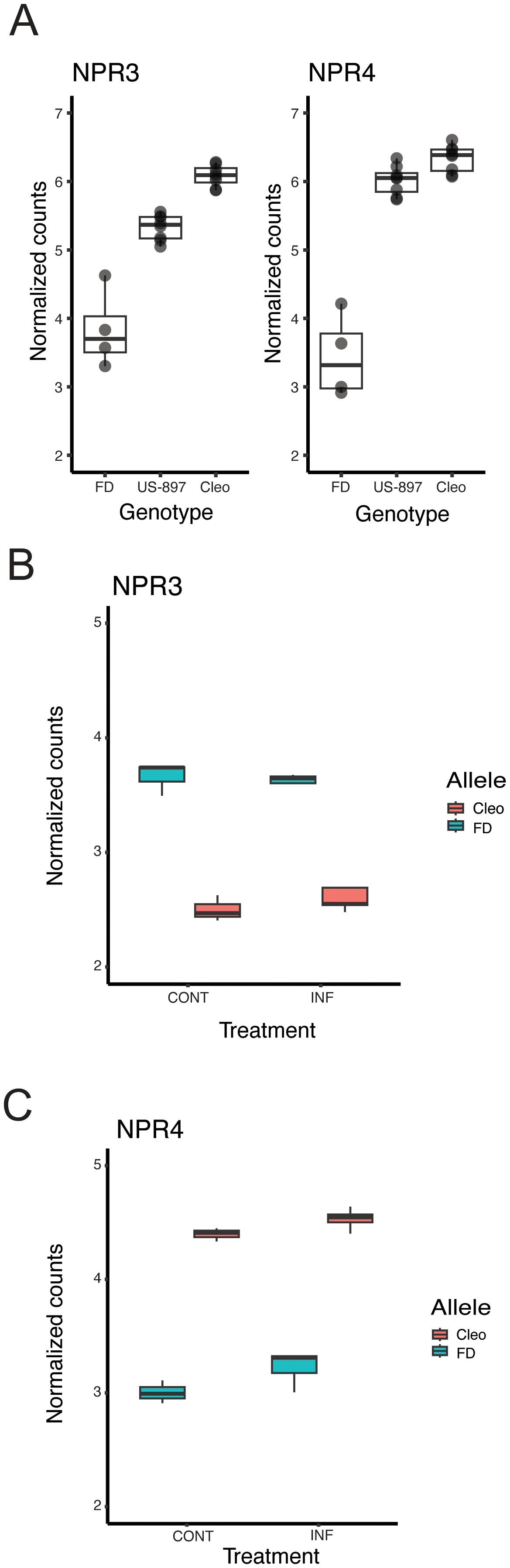 Diagram showing three box plots. Panel A displays NPR3 and NPR4 expression across genotypes FD, US-897, and Cleo, indicating higher counts in Cleo for both genes. Panel B shows NPR3 expression by treatment type, with Cleo showing a slight increase in INF over FD. Panel C presents NPR4 expression, where FD increases notably under INF compared to CONT. Box plots illustrate normalized counts with clear differences among conditions.