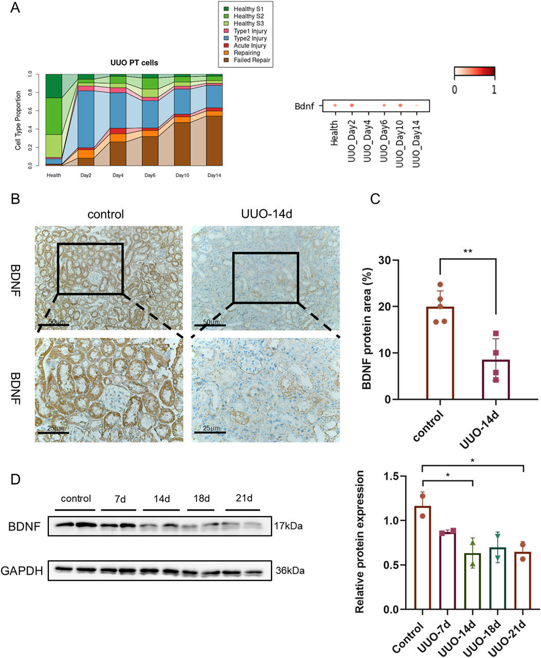 Panel A shows a stacked bar chart of cell type proportions in UUO PT cells over time, with different colors representing health and injury states. B shows immunohistochemistry images of BDNF expression in control and UUO-14 day samples. C includes a bar chart comparing BDNF protein areas and relative protein expression between control and UUO samples at different days, with significant differences marked. D shows Western blot results for BDNF and GAPDH proteins across control and UUO days 7, 14, 18, and 21.
