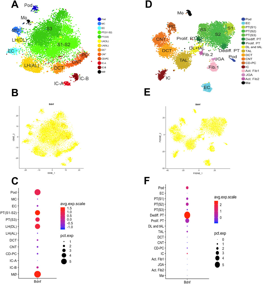 A series of scientific graphs showing clustered data points and bubble charts. Panel A and D show t-distributed stochastic neighbor embedding (t-SNE) plots with clusters labeled by types such as