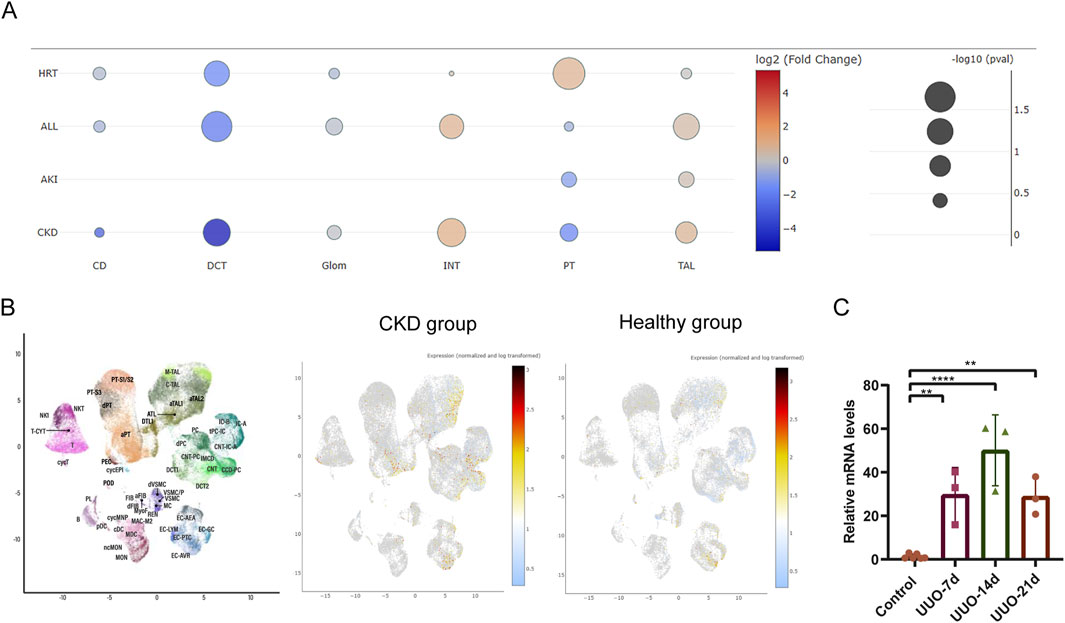 Panel A shows a bubble plot comparing log2 fold changes and p-values for various kidney conditions across different cell types. Panel B presents UMAP plots highlighting gene expression changes in CKD and healthy groups. Panel C is a bar graph displaying relative mRNA levels in control and UUO conditions at 7, 14, and 21 days, with statistical significance indicated by asterisks.