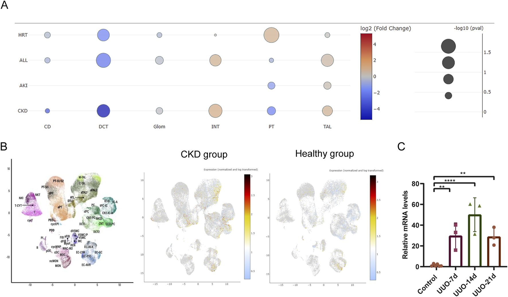 Panel A shows a bubble plot comparing log2 fold changes and p-values for various kidney conditions across different cell types. Panel B presents UMAP plots highlighting gene expression changes in CKD and healthy groups. Panel C is a bar graph displaying relative mRNA levels in control and UUO conditions at 7, 14, and 21 days, with statistical significance indicated by asterisks.