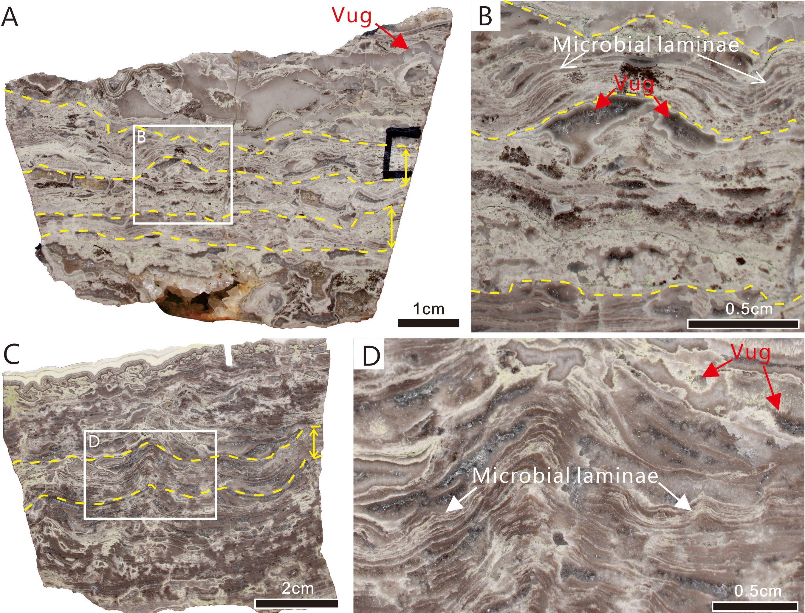 Close-up images of a rock sample highlighting microbial laminae and vugs. Image A shows the entire section with yellow dashed lines indicating laminae. Image B zooms in on microbial laminae and a vug. Image C provides a broader view of the rock structure with laminae outlined. Image D closely examines another area of laminae and vugs. Each image includes size scales.