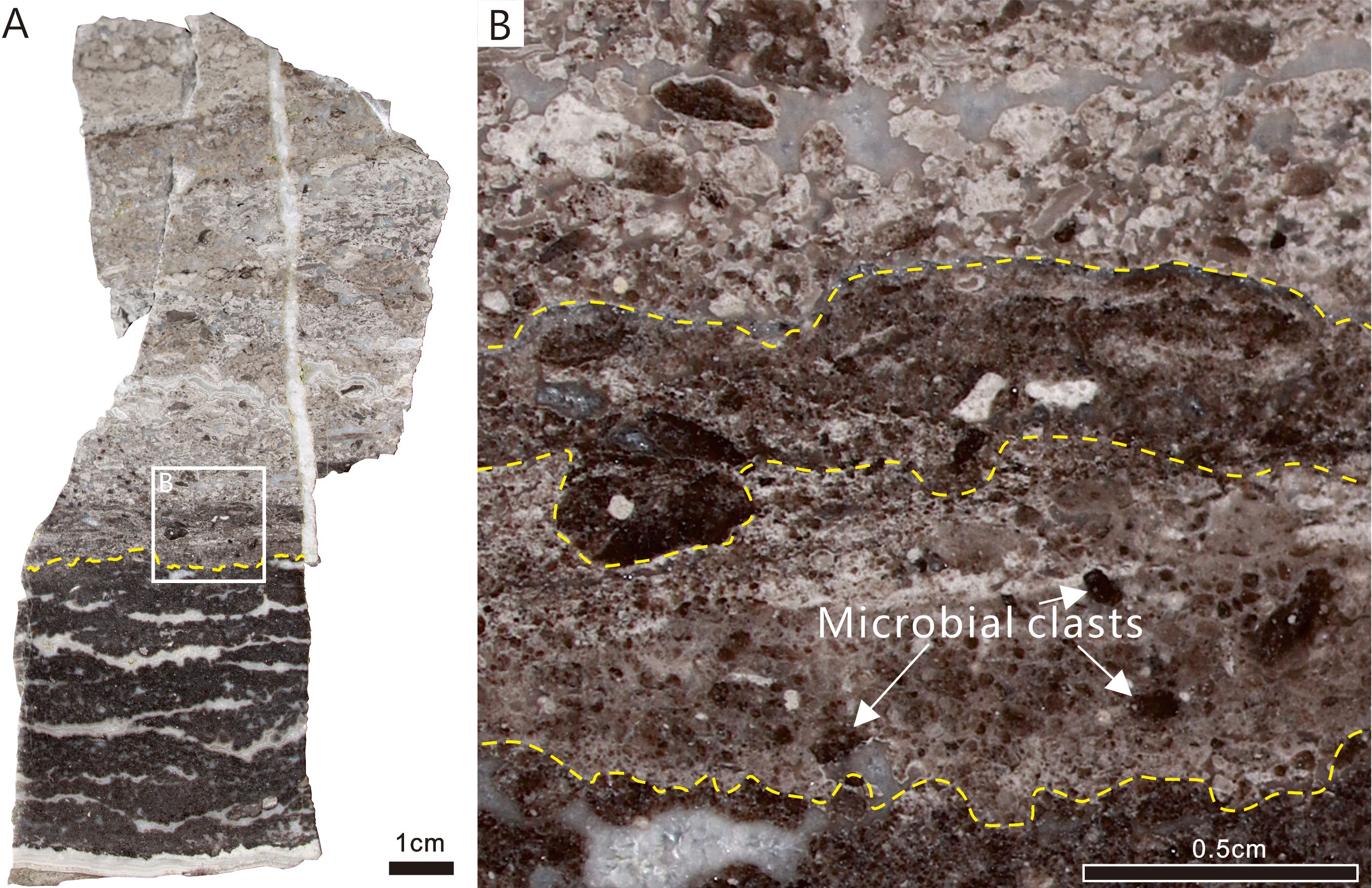 Fragment of rock showing distinct layers with microbial clasts. Panel A displays the rock in its entirety with marked layers. Panel B zooms into a section highlighted in A, showing detailed microbial clasts outlined by dashed yellow lines. Scale bars indicate 1 centimeter and 0.5 centimeter, respectively.