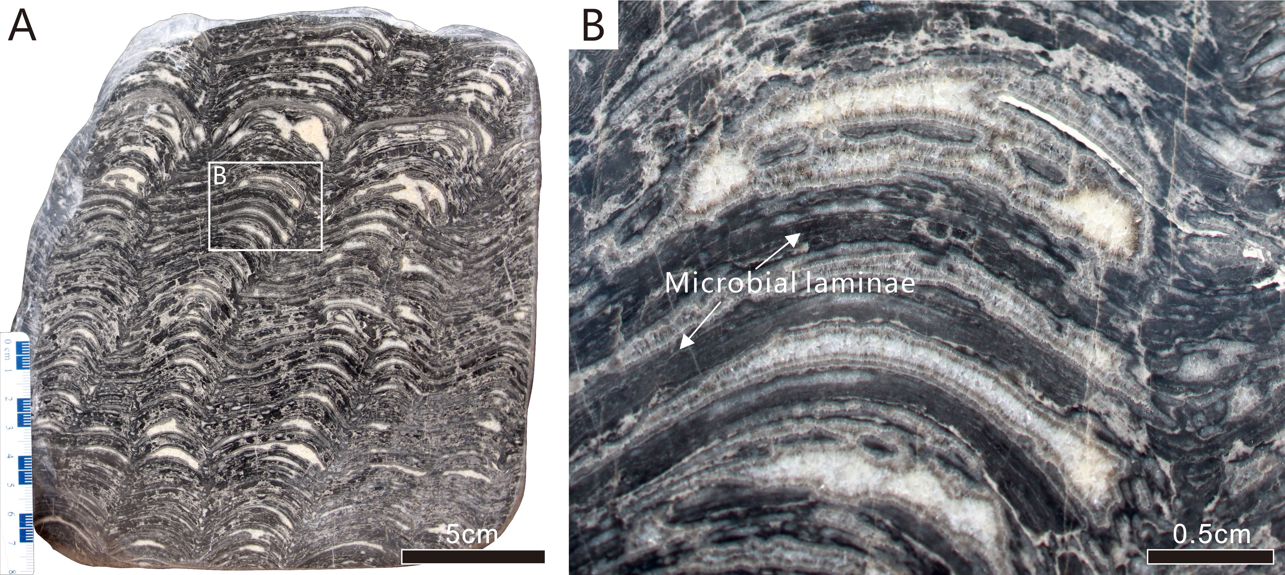 Rock cross-section displaying detailed lamination patterns. Panel A shows the entire section with layers in grayscale and a scale bar indicating five centimeters. Panel B is a magnified view highlighting “Microbial laminae” with arrows, and a scale bar indicating zero point five centimeters.