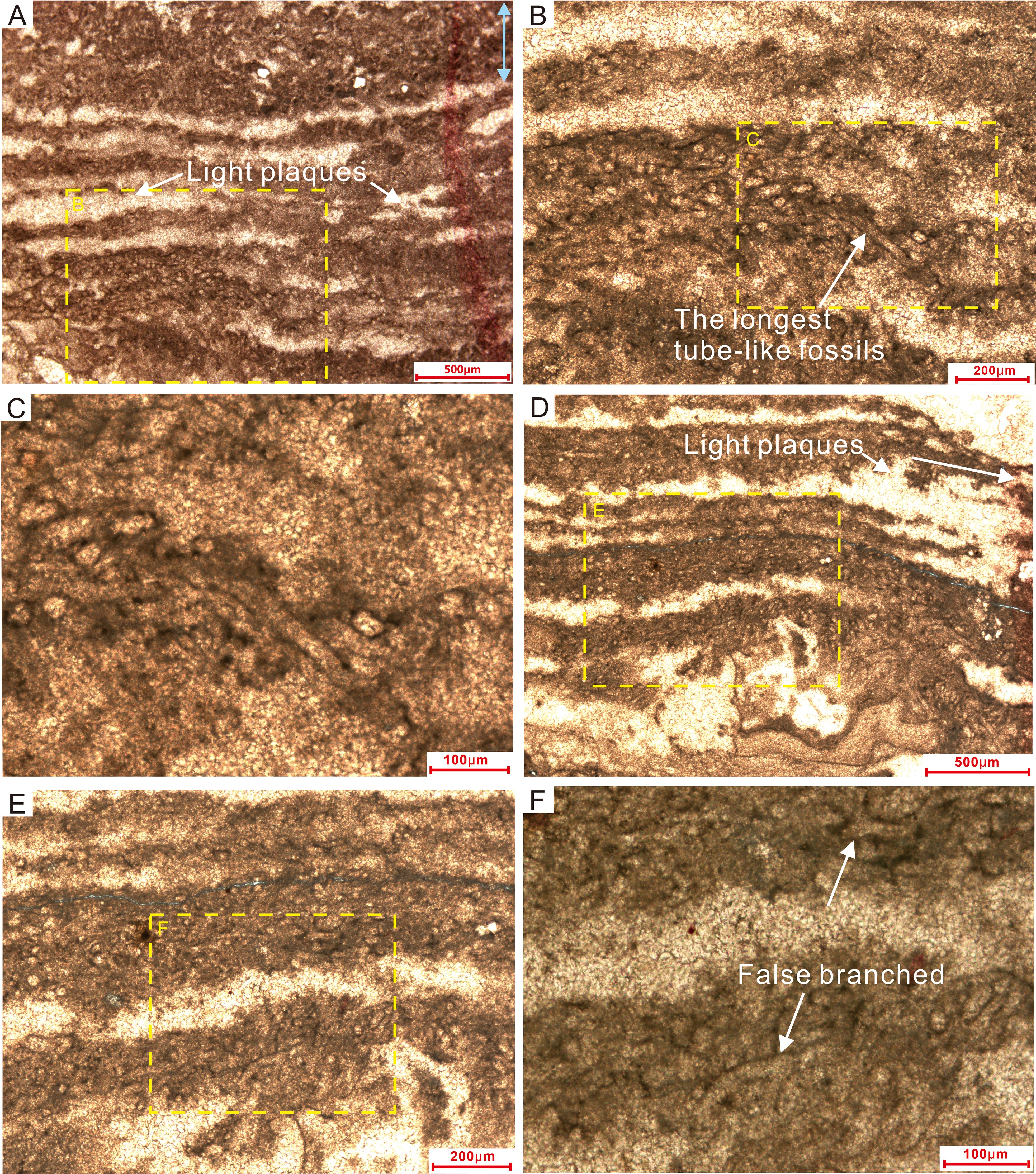 Panel of microscopic images showing varied fossil structures with labels indicating tube-like fossils, light plaques, and false branching. Images A, D, and E feature light plaques. Image B highlights longest tube-like fossils. Image F shows false branching. Scale bars range from 100 to 500 micrometers, with yellow dashed boxes marking specific areas of interest.