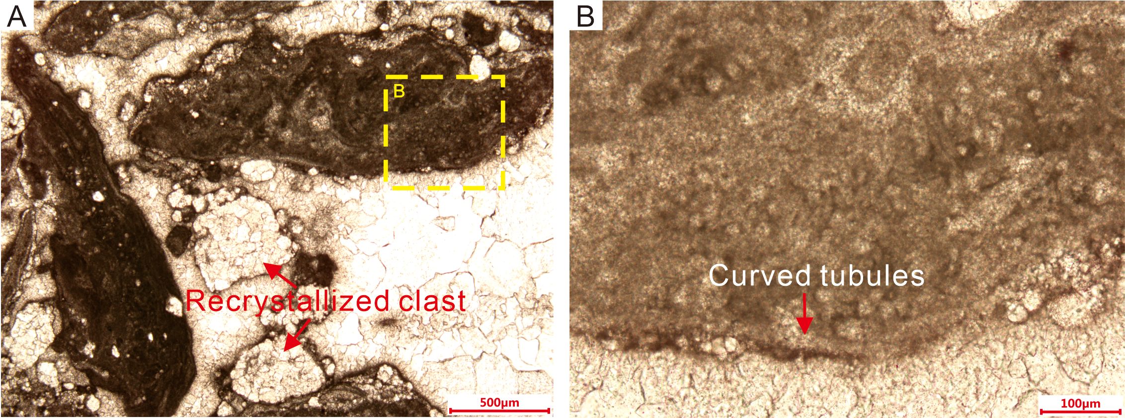 Panel A shows a micrograph of a rock with a marked “recrystallize clast” in red and a yellow dashed box labeled B. Panel B is a close-up of the area in the yellow box, highlighting “curved tubules” in red. Both images include scale bars for reference, measuring five hundred micrometers and one hundred micrometers, respectively.