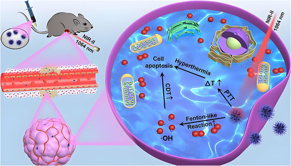 Illustration showing a scientific process involving a mouse and NIR-II laser at 1064 nm. The laser targets a cell, causing hyperthermia and cell apoptosis through photothermal therapy (PTT) and chemodynamic therapy (CDT). It depicts pathways leading to increased temperature (ΔT) and Fenton-like reactions, generating hydroxyl radicals (-OH), inside a cellular environment. The depiction includes mitochondria and other cellular components, and a section showing blood circulation with laser exposure affecting blood cells.
