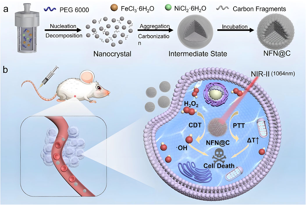 Diagram illustrating a bionanotechnology process. Part (a) depicts synthesis of NFN@C involving PEG 6000, FeCl₃, NiCl₂, and carbon fragments. It shows stages from nanocrystal formation to an intermediate state and final product. Part (b) illustrates a mouse being injected, targeting a tumor. An inset shows the interaction between NFN@C and cells, involving chemical reactions and NIR-II irradiation, leading to cell death through processes labeled CDT and PTT.