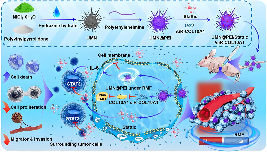 Illustration showing the synthesis and application of UMN@PEI/Stattic/siR-COL10A1 nanoparticles. Top: Ingredients include NiCl2·6H2O, hydrazine hydrate, polyvinylpyrrolidone, polyethyleneimine, and Stattic, forming the nanoparticles. Bottom: Mechanism of action in tumor cells, highlighting cell death, cell proliferation, and migration/invasion. The nanoparticles interact with cells under RMF (rotating magnetic field), with key pathways involving IL-6, STAT3, PI3K/AKT, and COL10A1. A mouse model is featured, indicating the injection and effect of nanoparticles on tumors.