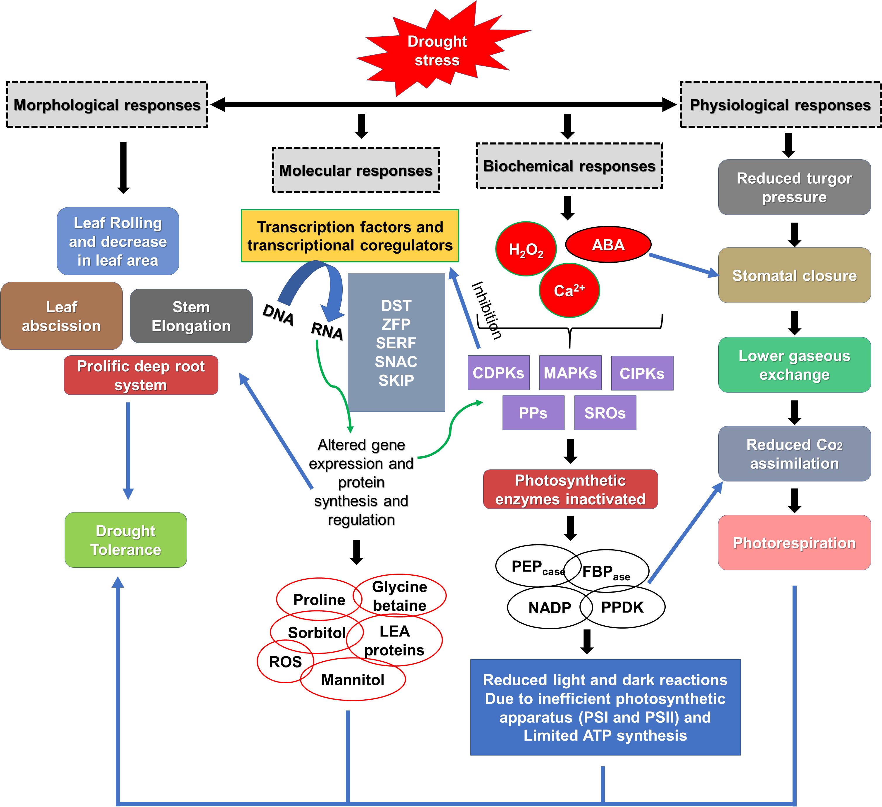Diagram illustrating the effects of drought stress on plant responses. It shows morphological responses like leaf rolling and deep root systems, molecular responses involving transcription factors, and biochemical responses with enzyme inactivation. Physiological responses include reduced turgor pressure and stomatal closure. Each pathway connects to drought tolerance, highlighting involvement of molecules like H2O2 and ABA.