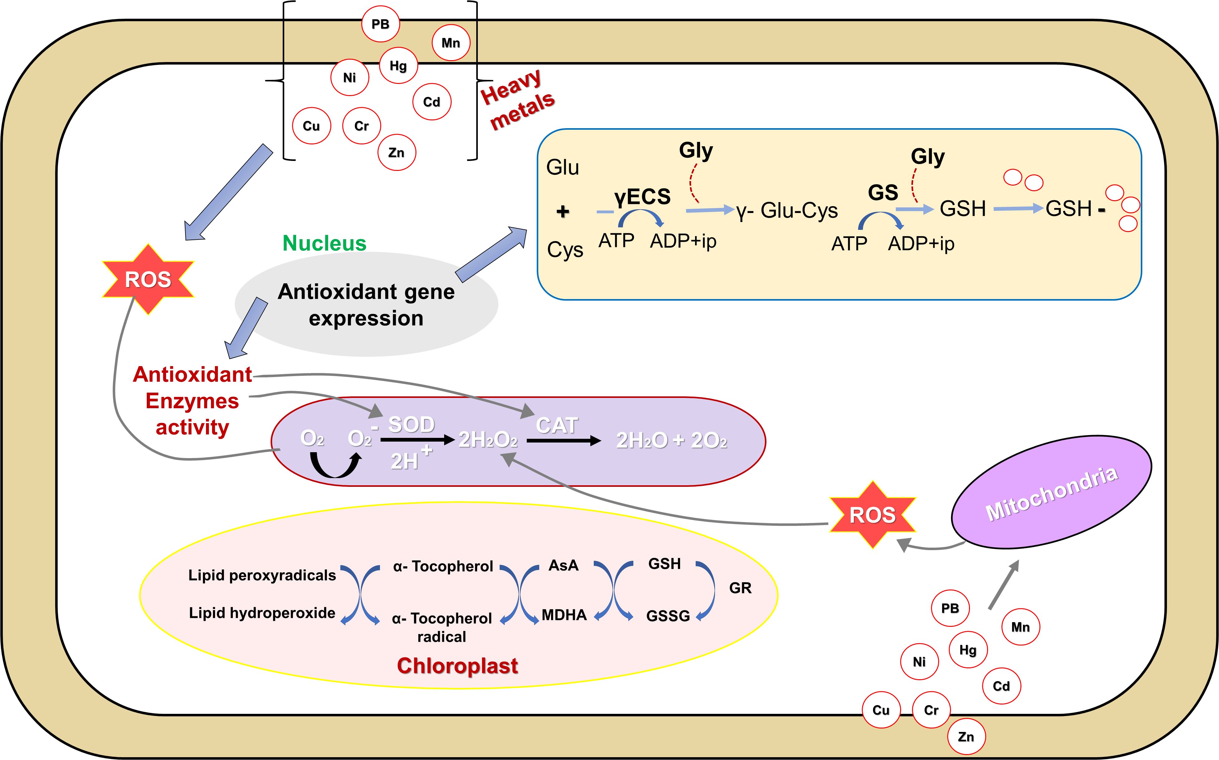 Diagram illustrating the impact of heavy metals on antioxidant activity in cells. It shows heavy metals like Pb, Mn, Hg, Cd, Ni, Cu, Cr, and Zn influencing reactive oxygen species (ROS) formation. ROS affects antioxidant gene expression and enzyme activity, depicted in relation to mitochondria and chloroplasts. Processes involve glutathione synthesis with enzyme actions labeled γECS and GS, and steps like SOD and CAT transforming superoxide to water. Chloroplast section details lipid peroxidation involving α-tocopherol, AsA, GSH, MDHA, and GR.
