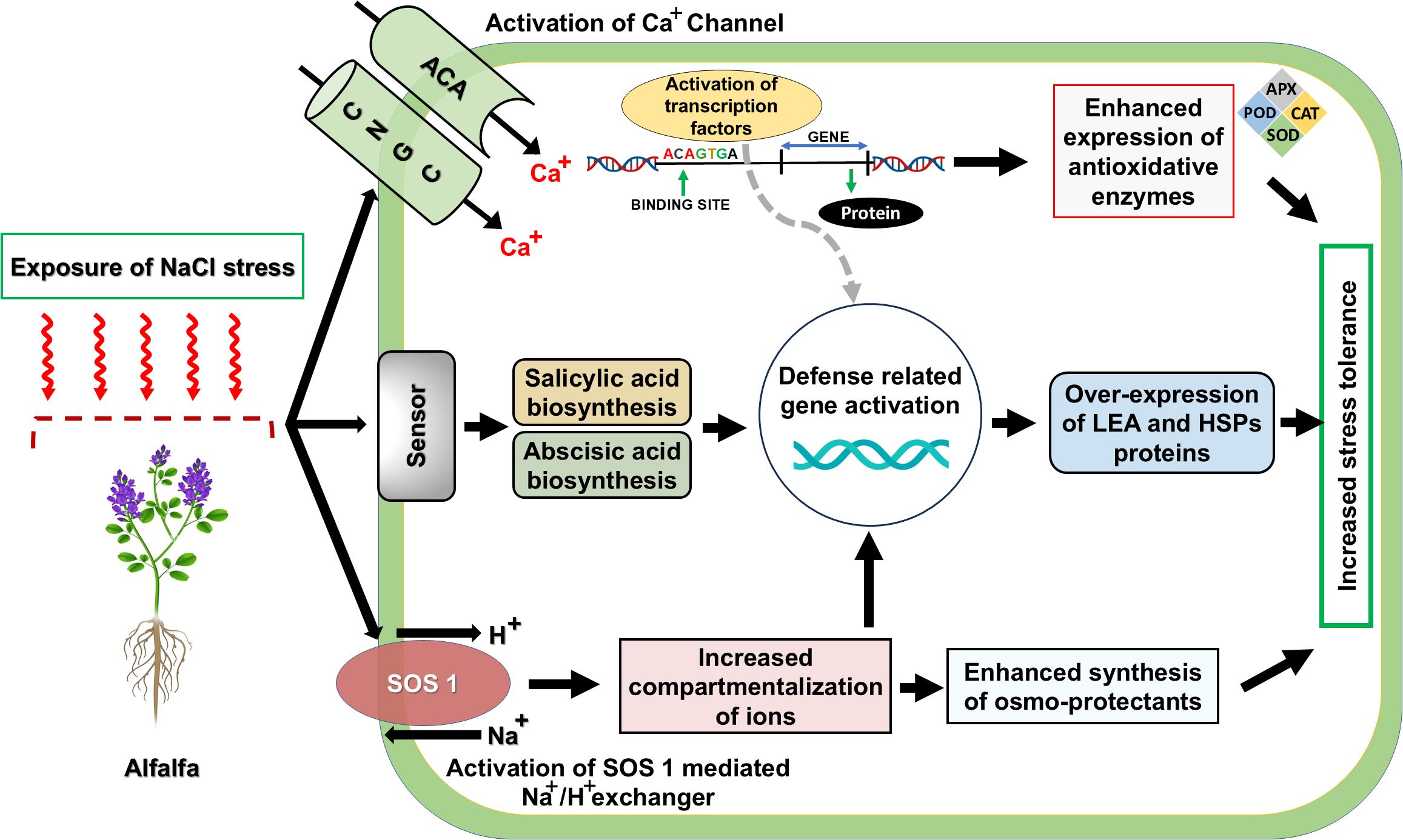 Flowchart illustrating the response of alfalfa to NaCl stress. Stress exposure activates Ca²⁺ channels, leading to transcription factor activation and defense gene expression. This increases antioxidative enzyme expression, LEA and HSP proteins, and stress tolerance. It also triggers salicylic and abscisic acid biosynthesis. SOS1 helps ion compartmentalization and osmo-protectant synthesis, enhancing stress tolerance.