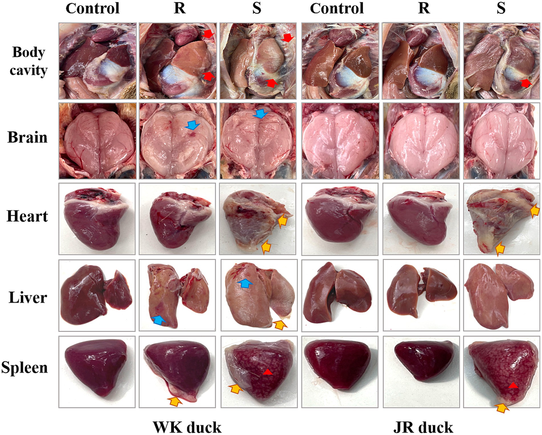 Comparison of various organs from WK and JR ducks under different conditions. Rows represent the body cavity, brain, heart, liver, and spleen. Columns show control, R, and S conditions. Body cavity and liver images include red, blue, and orange arrows highlighting specific areas.