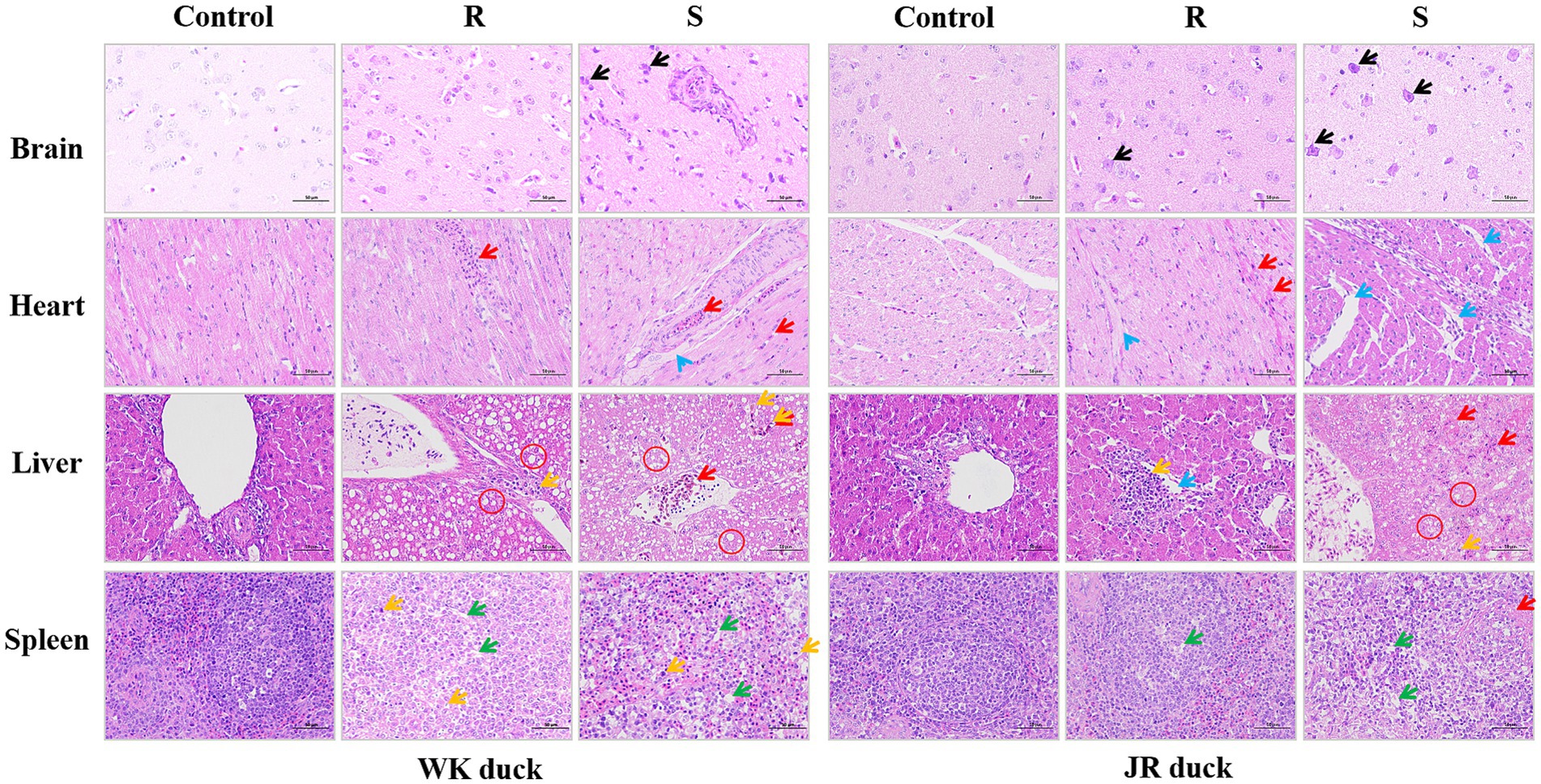 Histological comparison of brain, heart, liver, and spleen tissues from WK and JR ducks under control, R, and S conditions. Each panel shows stained tissue sections with arrows indicating specific features, highlighting differences in cell structures and any apparent abnormalities.