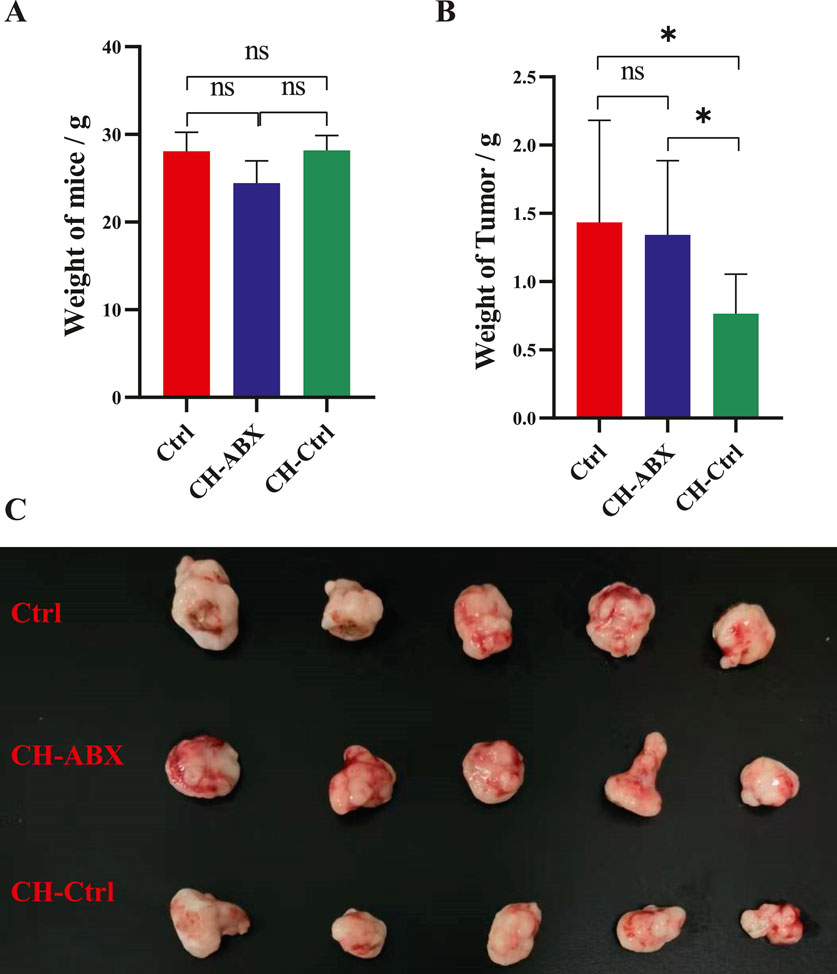 Bar charts and images of tumors comparing effects of different treatments on mice and tumor weights. Chart A shows no significant differences in the weight of mice across three groups: Ctrl, CH-ABX, and CH-Ctrl. Chart B displays significant weight reduction in CH-Ctrl tumors compared to Ctrl and CH-ABX. Image C shows physical tumor samples from the three groups, illustrating size differences.