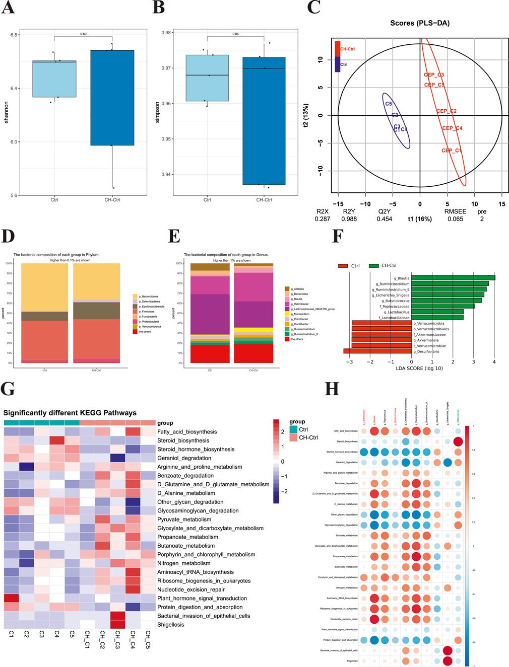 Bar charts A and B compare alpha diversity indices (Shannon and Simpson) between Ctrl and CH+Ctrl groups. Plot C shows a PLS-DA score plot indicating group separation. Stacked bar charts D and E depict bacterial composition at the phylum and genus levels. Bar chart F presents significant bacteria using LDA scores. Heatmap G illustrates KEGG pathway differences, and bubble chart H displays correlations of gut microbiota with pathways.