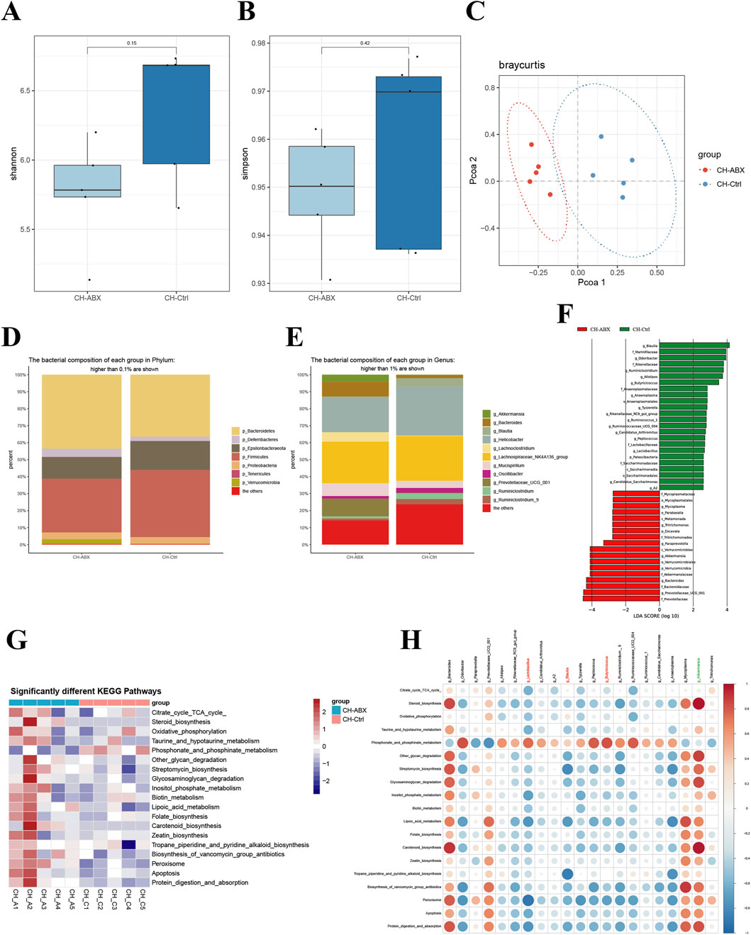 Panel A displays a boxplot comparing the Shannon diversity index between CH-ABX and CH-Ctrl groups. Panel B shows a boxplot for the Simpson diversity index comparison between the same groups. Panel C presents a PCoA plot using Bray-Curtis distances, illustrating group clustering. Panel D depicts a bar chart of bacterial composition at the phylum level, while Panel E shows composition at the genus level. Panel F provides a bar graph representing LDA scores for differential bacterial taxa. Panel G features a heatmap of significantly different KEGG pathways. Panel H displays a correlation matrix of various pathways and bacterial compositions.