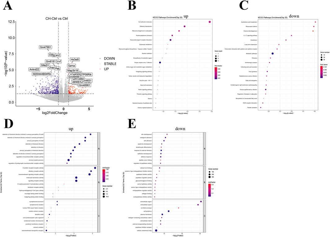 Panel A displays a volcano plot showing gene expression changes between CH-Ctrl and Ctrl groups, highlighting significant genes. Panel B presents a KEGG pathways enrichment dot plot for upregulated genes, while Panel C does the same for downregulated genes. Panels D and E illustrate enriched GO terms for upregulated and downregulated genes, respectively, indicating various biological processes. Each plot uses dot size for gene number and color for the rich factor.