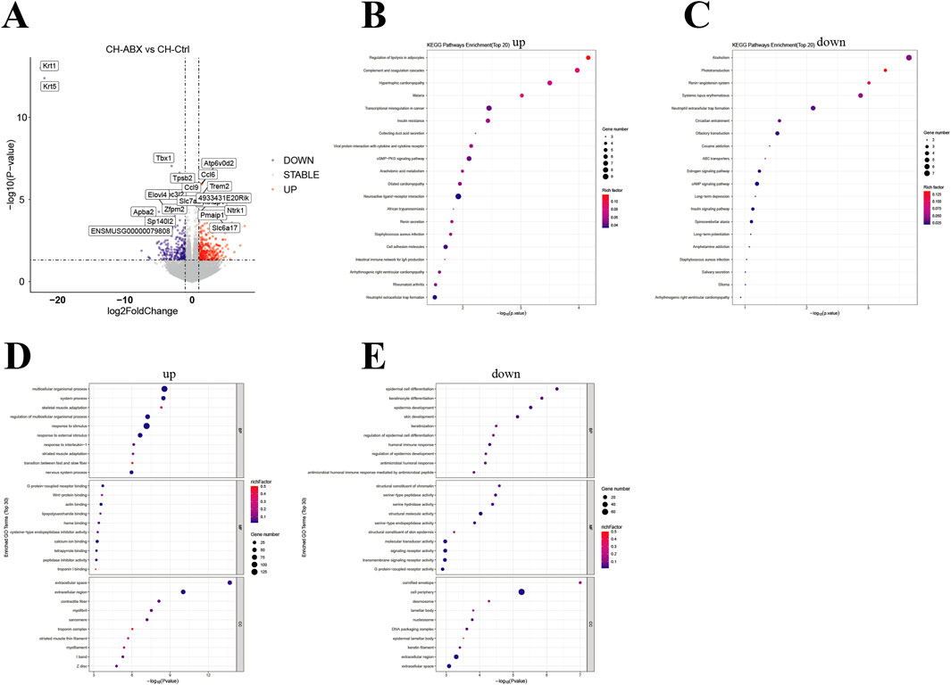 Panel A shows a volcano plot with gene expression changes in CH-ABX versus CH-Ctrl, highlighting UP, DOWN, and STABLE genes. Panels B and C display KEGG pathway enrichment analyses for upregulated and downregulated genes, respectively, indicating the gene numbers and risk factors. Panels D and E show enriched GO terms for upregulated and downregulated genes, respectively, with dot sizes representing gene numbers and colors indicating risk factors.