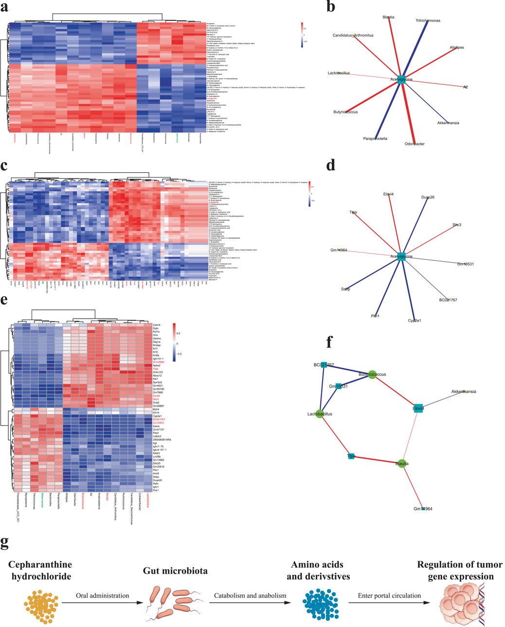 Heatmaps and network diagrams depict microbiota and gene expression relationships. Panels a, c, and e show clustered heatmaps with varying shades of red and blue. Panels b, d, and f illustrate network diagrams connecting microbial and gene data with red and blue lines indicating correlations. Panel g illustrates a flowchart linking cepharanthine hydrochloride, gut microbiota, amino acids, and tumor gene expression, highlighting their interactions through oral administration, catabolism, and portal circulation processes.