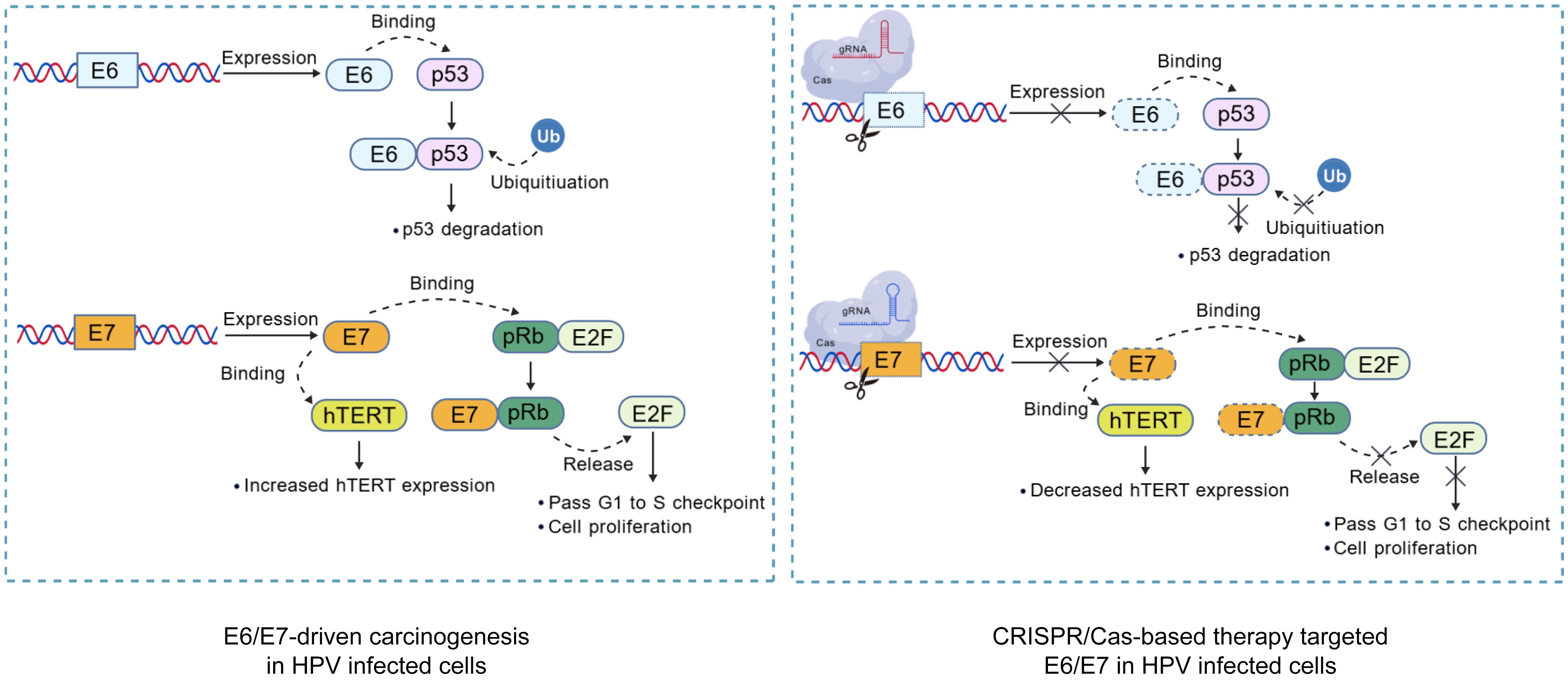 Diagram comparing E6/E7-driven carcinogenesis in HPV-infected cells with CRISPR/Cas-based therapy targeting E6/E7. Left side shows expression and binding leading to p53 and pRb degradation and increased hTERT expression, promoting cell proliferation. Right side illustrates CRISPR/Cas intervention disrupting E6/E7 expression, inhibiting p53 and pRb degradation reducing hTERT expression, and inhibiting cell proliferation.