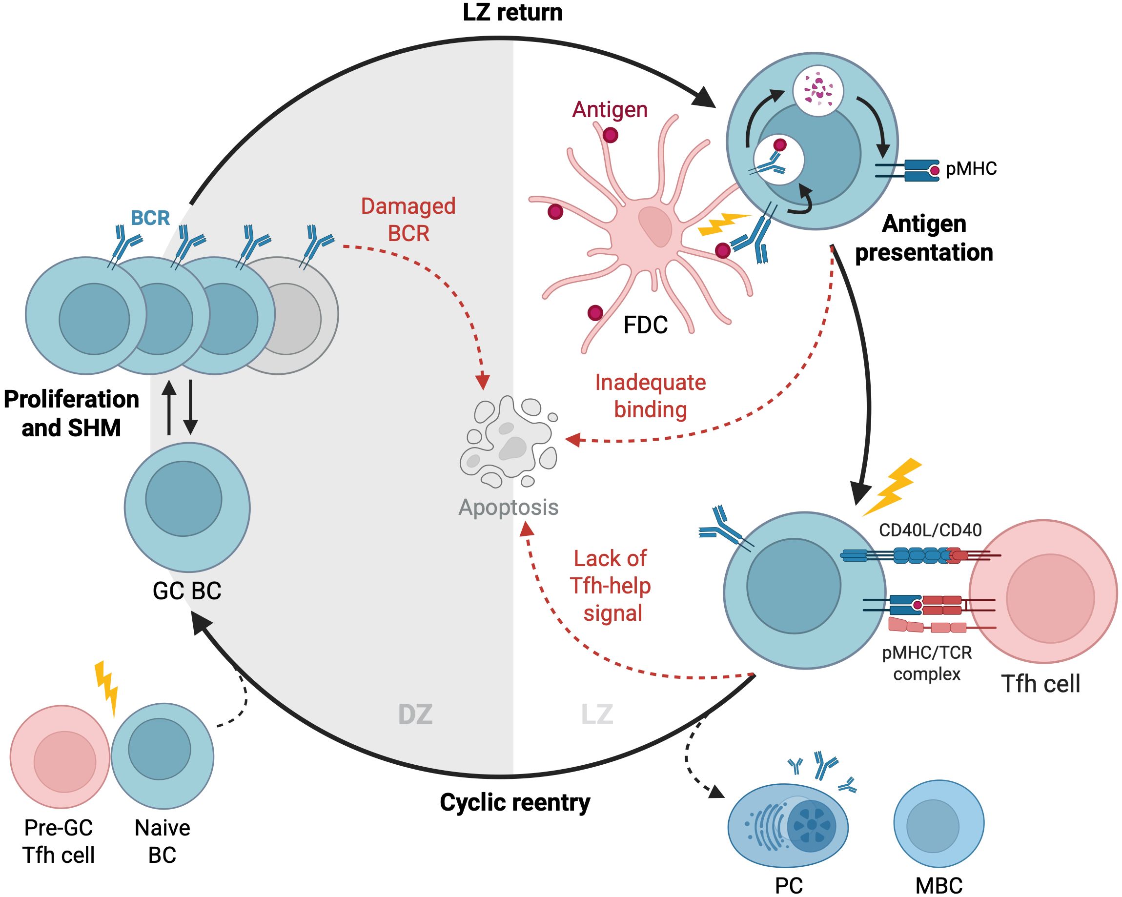 Diagram illustrating the germinal center response. It shows B cell proliferation and somatic hypermutation, antigen presentation, and cyclic reentry. Naive and germinal center B cells interact with T follicular helper cells, leading to either apoptosis or further differentiation into plasma or memory B cells. Key elements include damaged B cell receptors, inadequate binding, and signaling pathways like CD40L/CD40.
