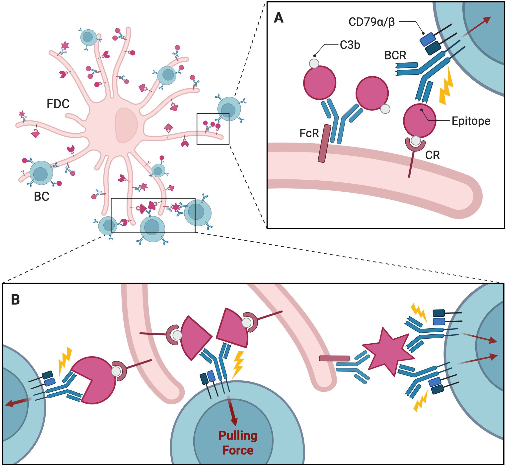 Illustration shows a follicular dendritic cell (FDC) interacting with B cells (BC). Panel A details B cell receptor (BCR) interactions, highlighting components like CD79α/β, C3b, Fc receptors (FcR), complement receptors (CR), and epitopes. Panel B depicts mechanical dynamics with arrows indicating forces and labels noting a pulling force involved in interactions.