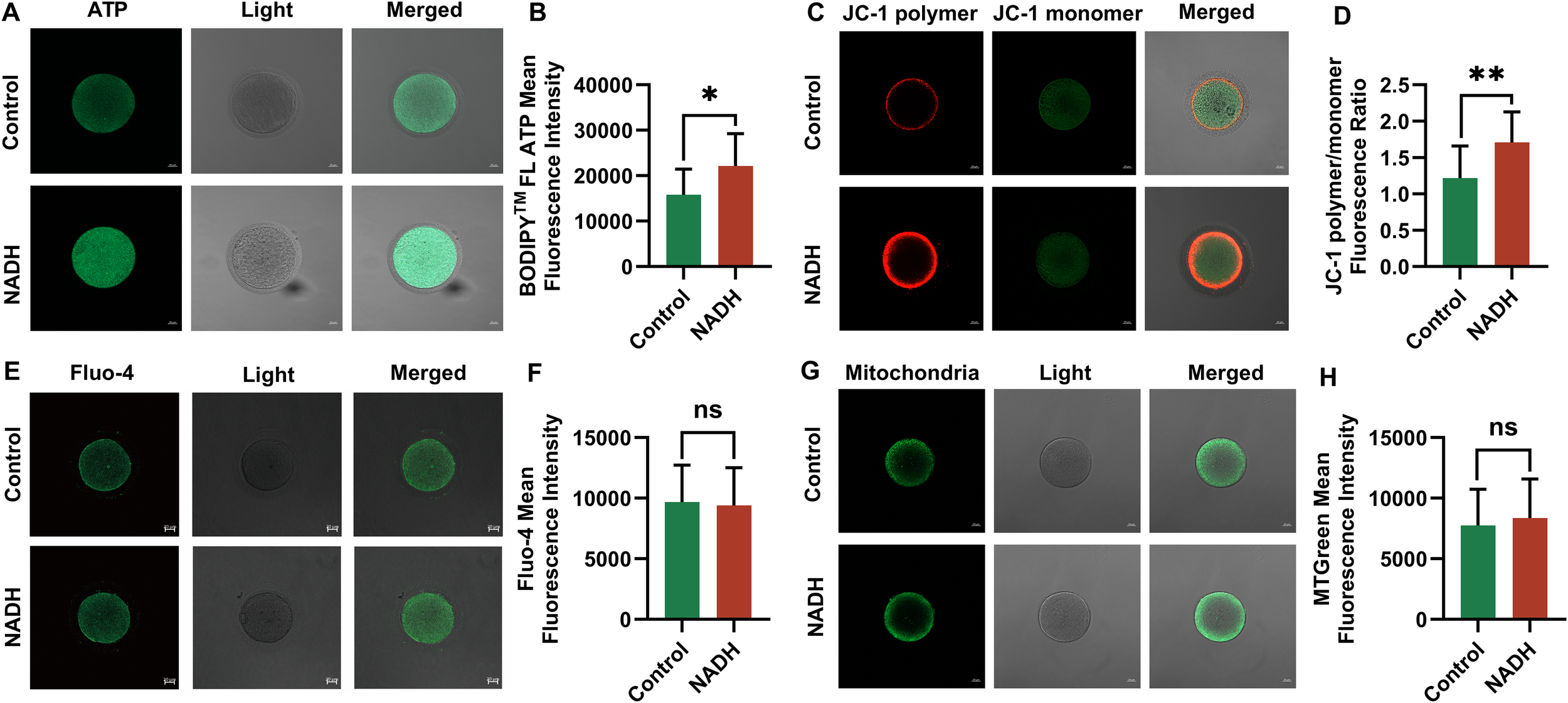 Fluorescence microscopy images and bar graphs compare control and NADH-treated cells. Panels A, E, and G show fluorescence and light microscopy images of ATP, Fluo-4, and mitochondria, respectively, with merged images combining both. Panels B, F, and H show bar graphs of fluorescence intensity, with a significant difference in ATP (panel B), but no significant difference in Fluo-4 and mitochondria (panels F and H). Panel C images display JC-1 polymer and monomer fluorescence, with merged images, and panel D graph shows a significant increase in JC-1 polymer/monomer ratio for NADH-treated cells.