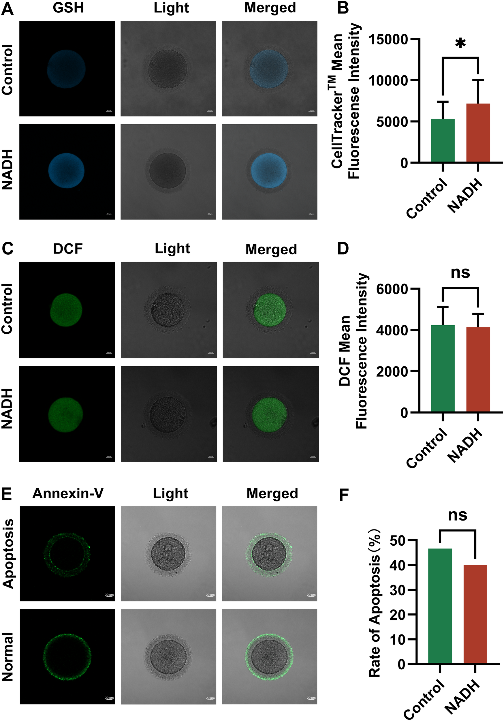 Panel A shows microscopic images of cells under GSH and light conditions, with a merged view for control and NADH groups. Panel B presents a bar chart showing significant differences in CellTracker mean fluorescence intensity between control and NADH groups. Panel C displays similar images with DCF staining, showing no fluorescence intensity difference, as confirmed by the bar chart in Panel D. Panel E illustrates Annexin-V stained cells for apoptosis versus normal conditions. The bar chart in Panel F indicates no significant difference in apoptosis rates between control and NADH groups.